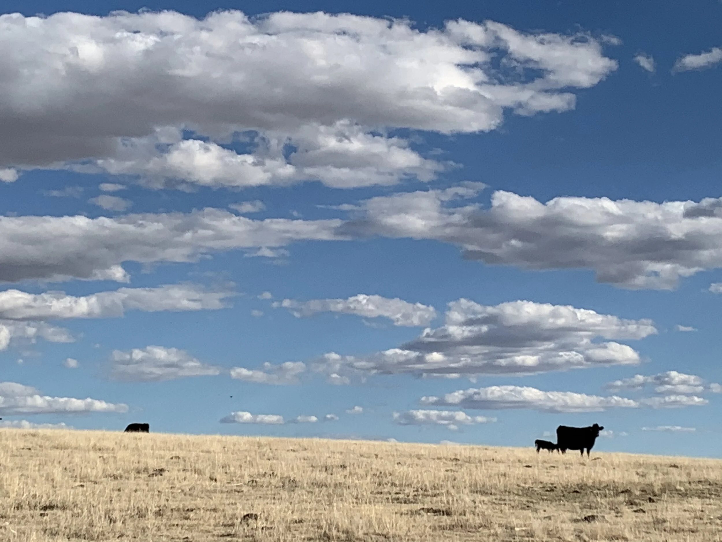 M Arrow Ranch Beef — M Arrow Ranch Co.