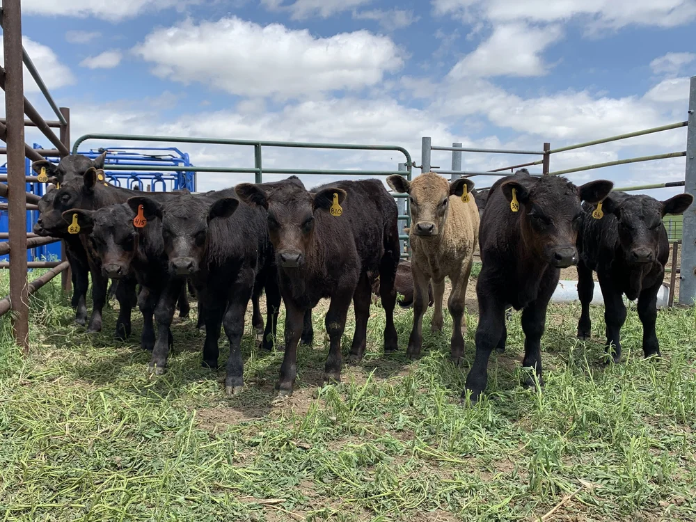 M Arrow Ranch Beef — M Arrow Ranch Co.