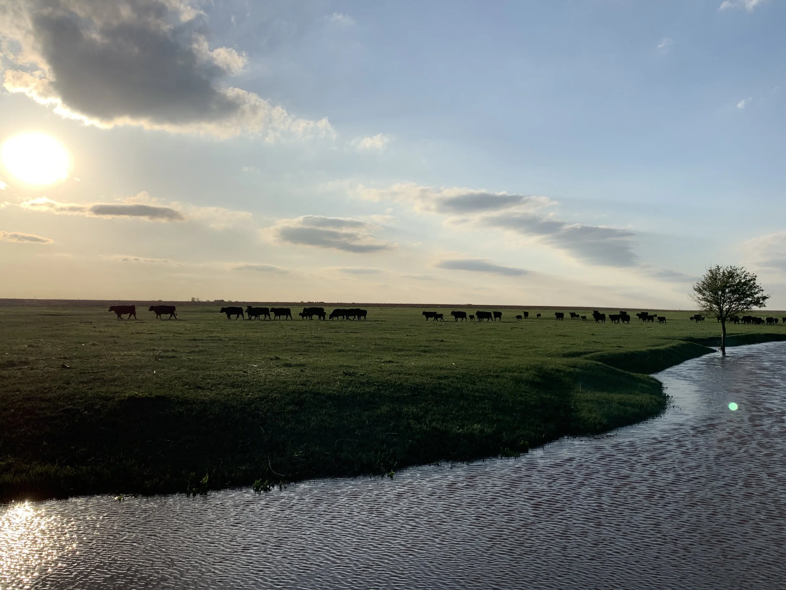 M Arrow Ranch Beef — M Arrow Ranch Co.