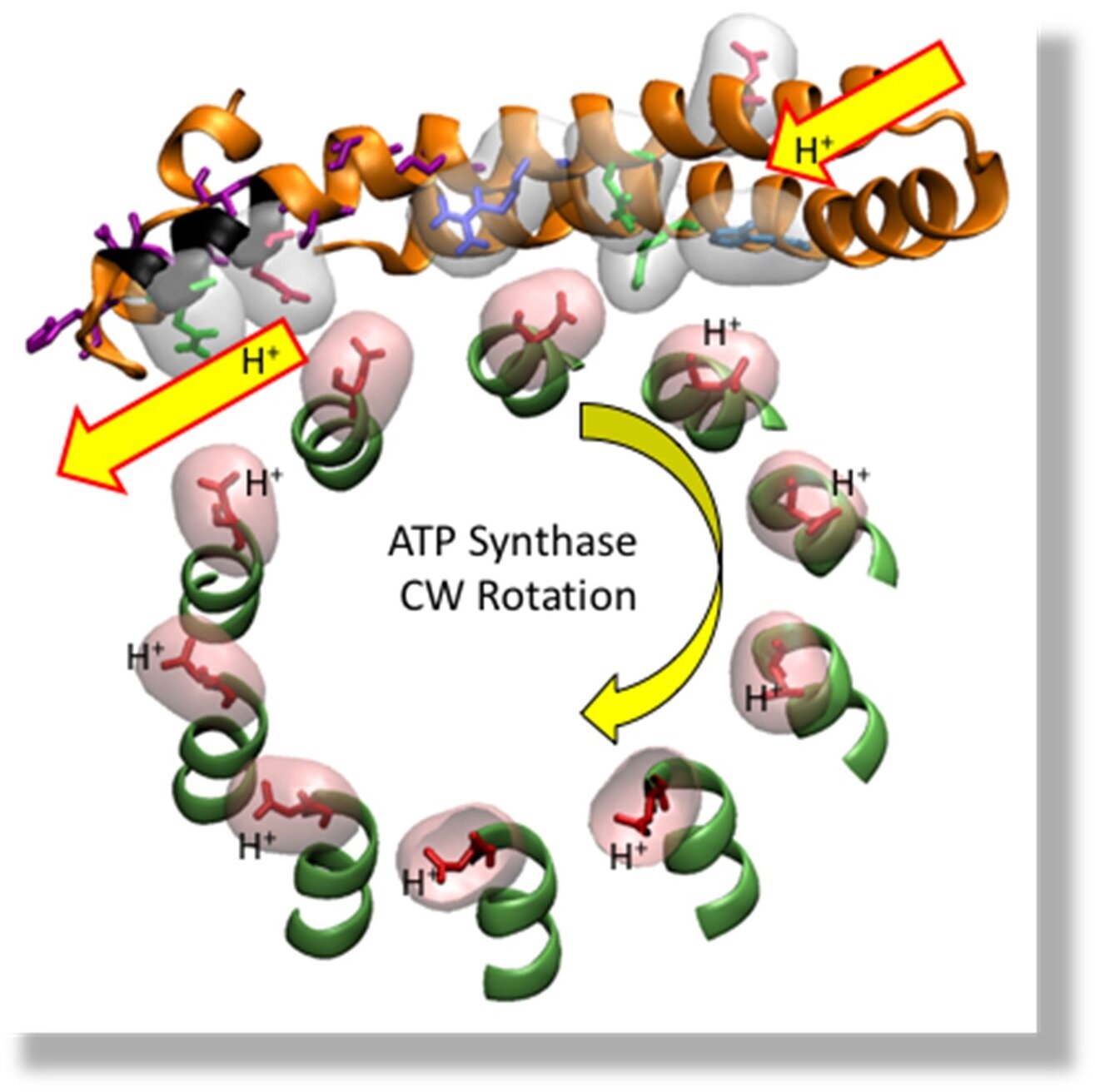Solved Describe the mechanism by which ATP synthase makes | Chegg.com