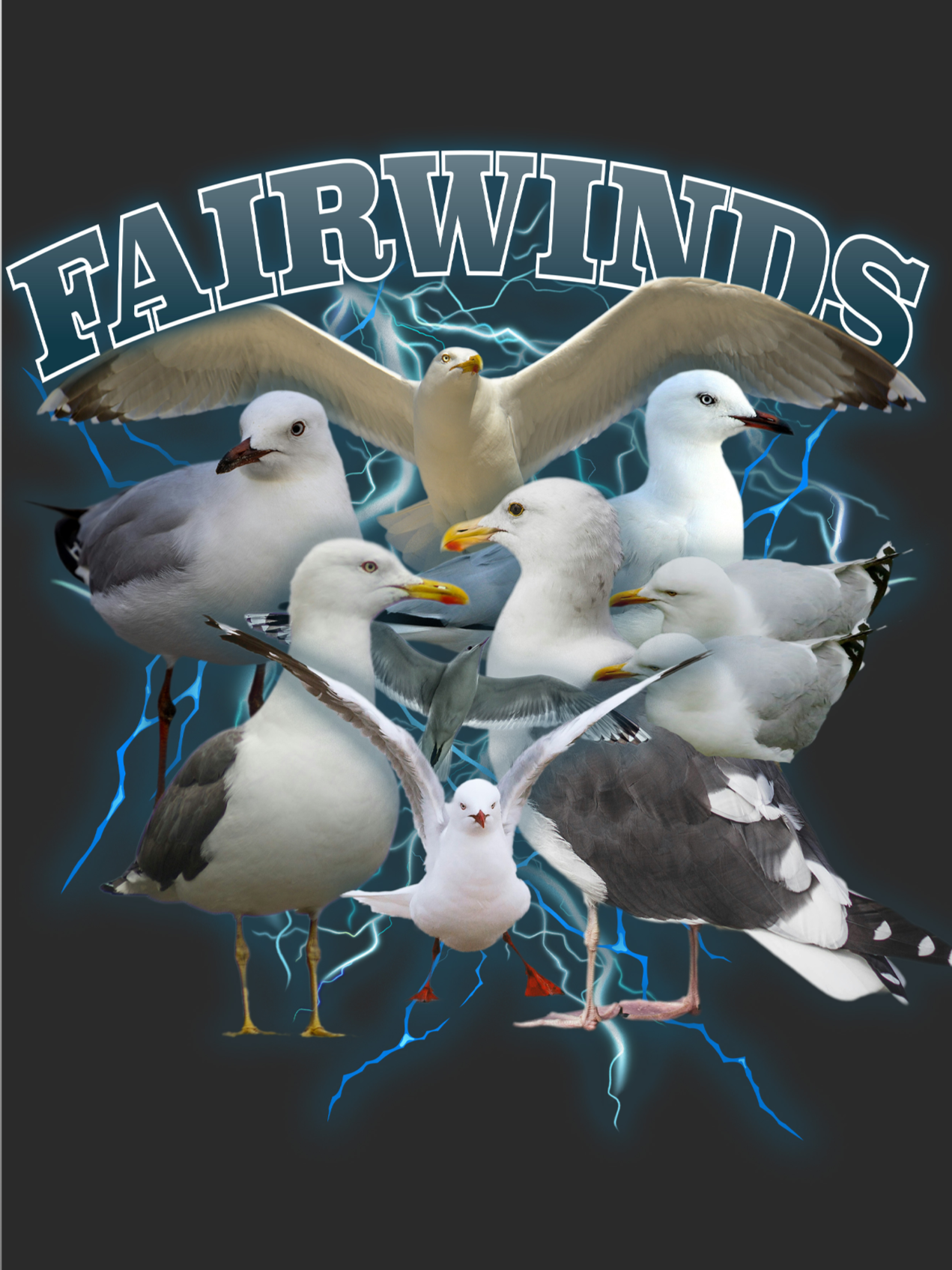 FW_Seagulls_ScreensaverPost-08-2024.png