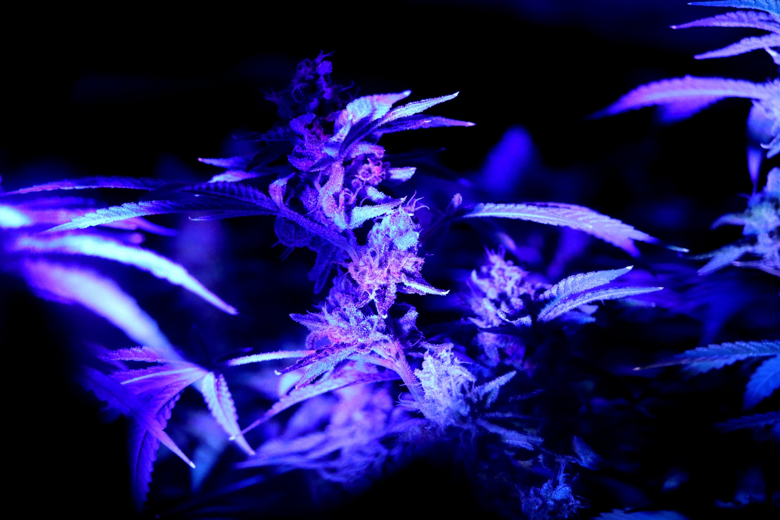 Edited grow room- lighting3.jpg
