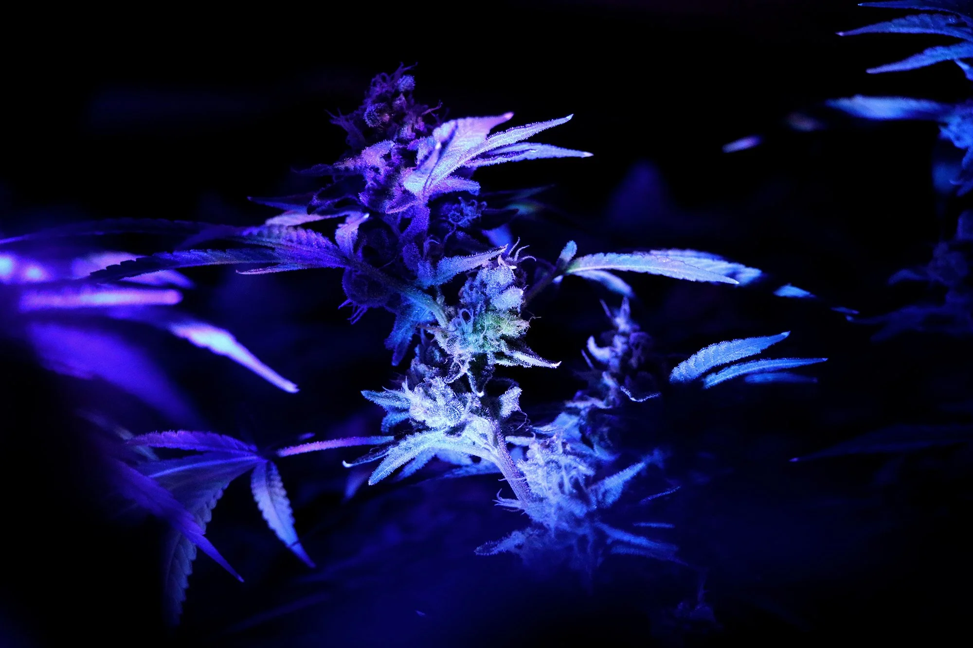 Edited grow room- lighting2.jpg