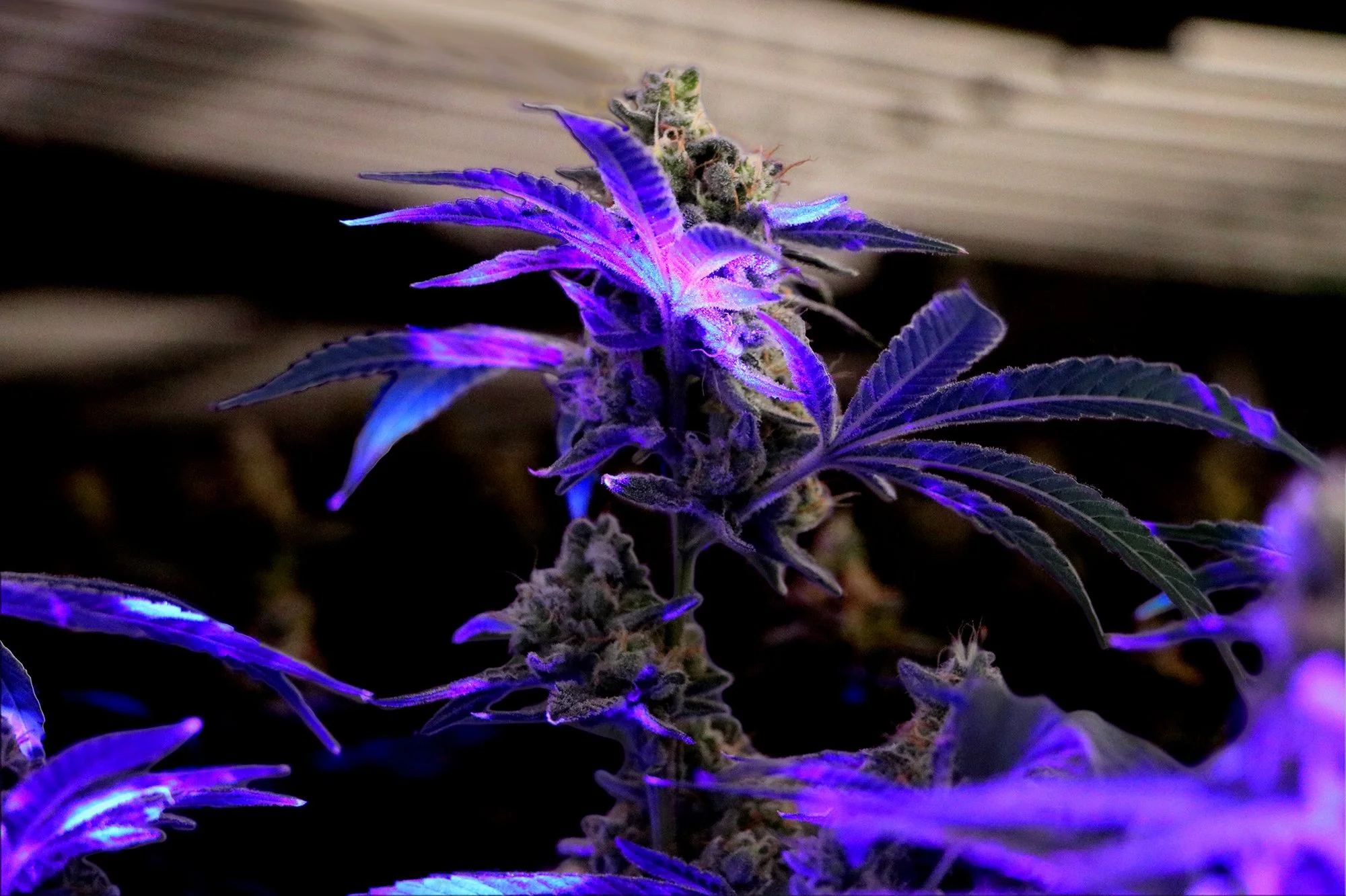 Edited grow room- lighting1.jpg