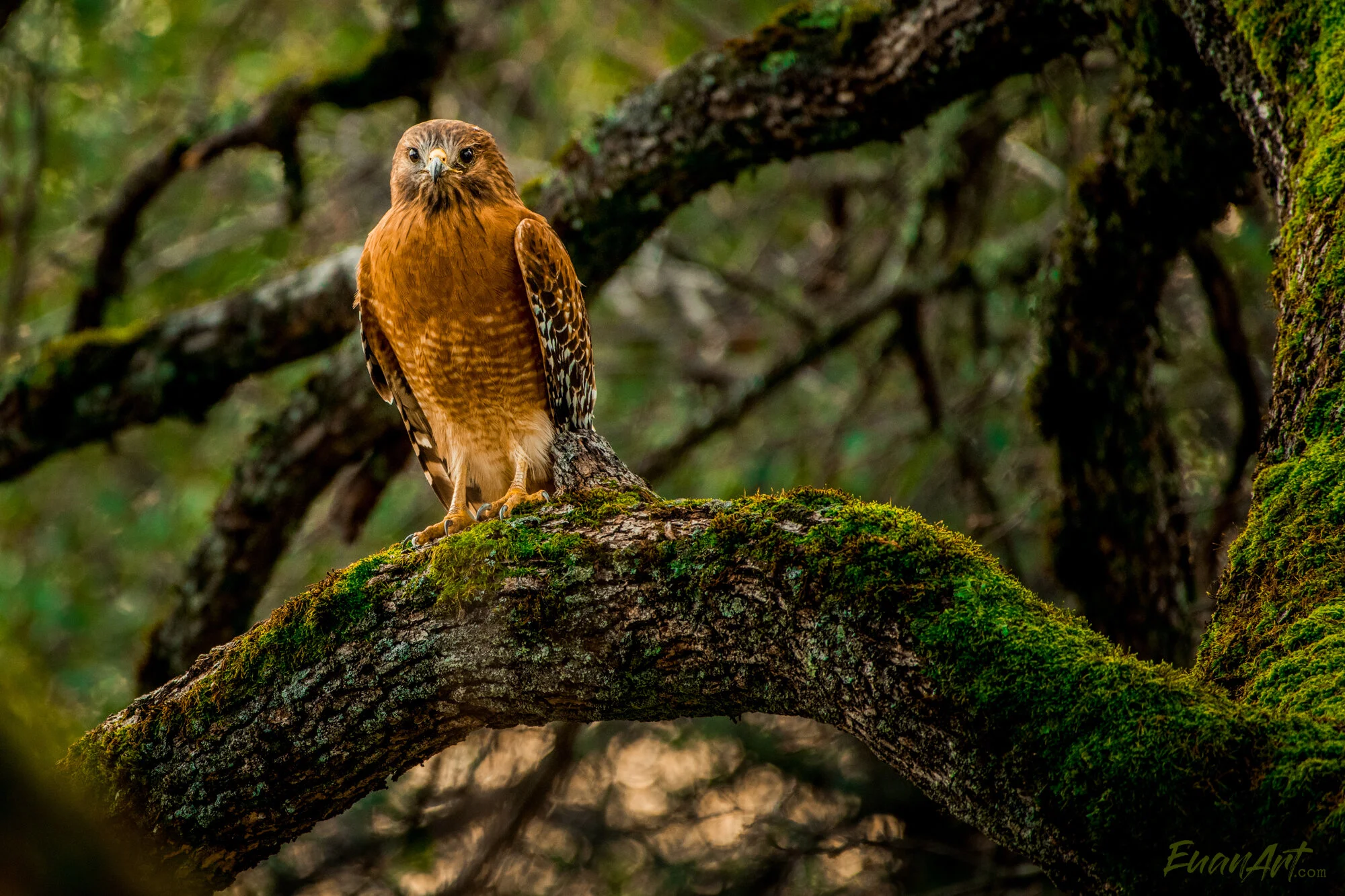 DSC_0158.jpg