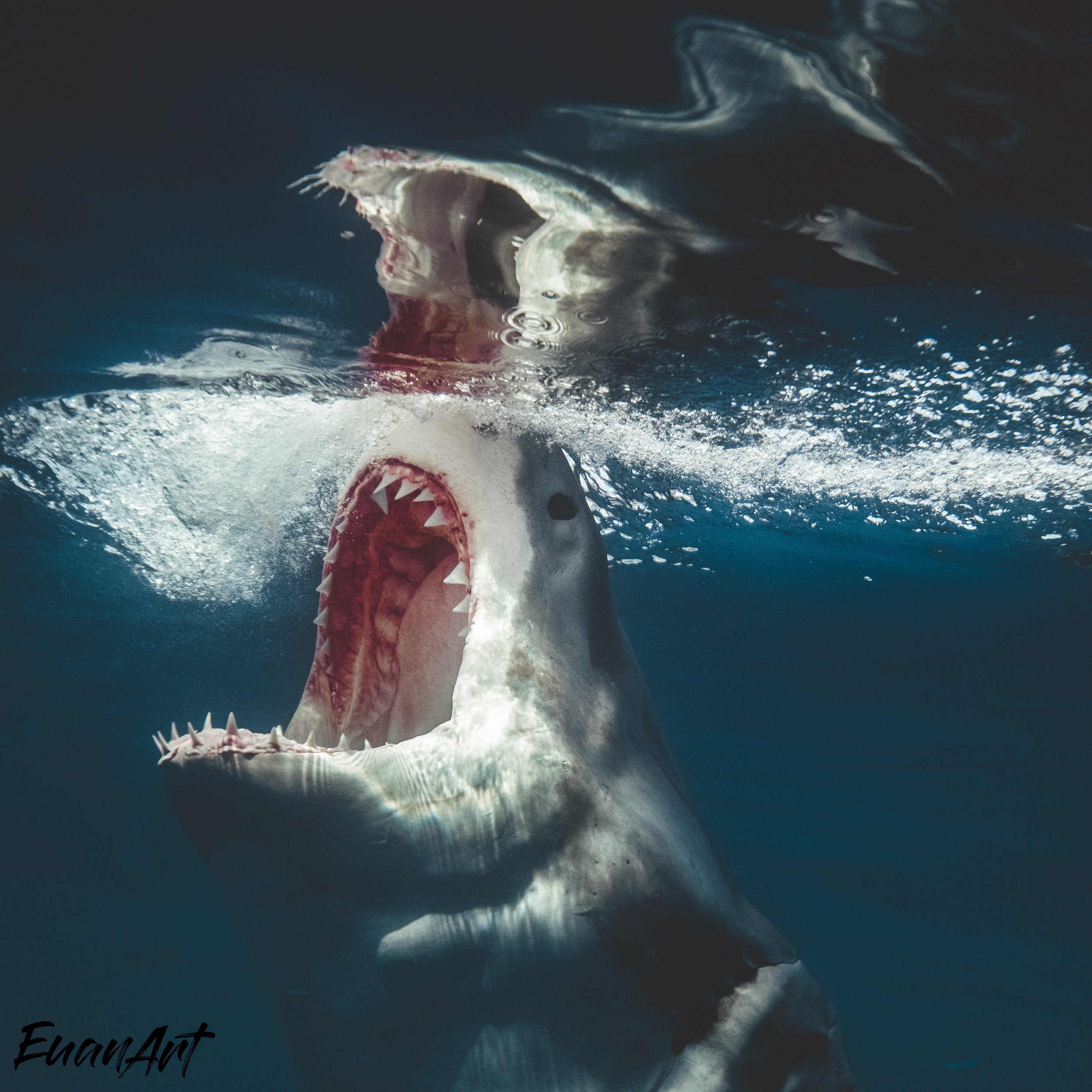 DSC_6111-Edit-Edit-2.jpg