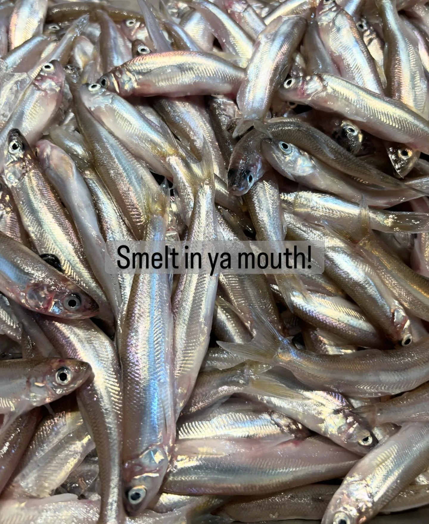 I was able to bring in some amazing fresh smelt this morning caught less than 12 hours ago, so I&rsquo;m going to have fun with them instead of doing pasta tonight.
Fried smelt with harissa creme  or smoked smelt Caesar tonight:)) more photos to come