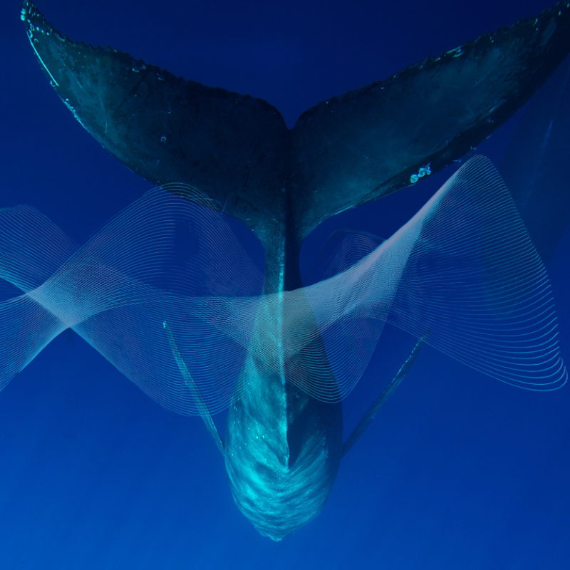 Open Call: THEY CAME FOR THE WHALES