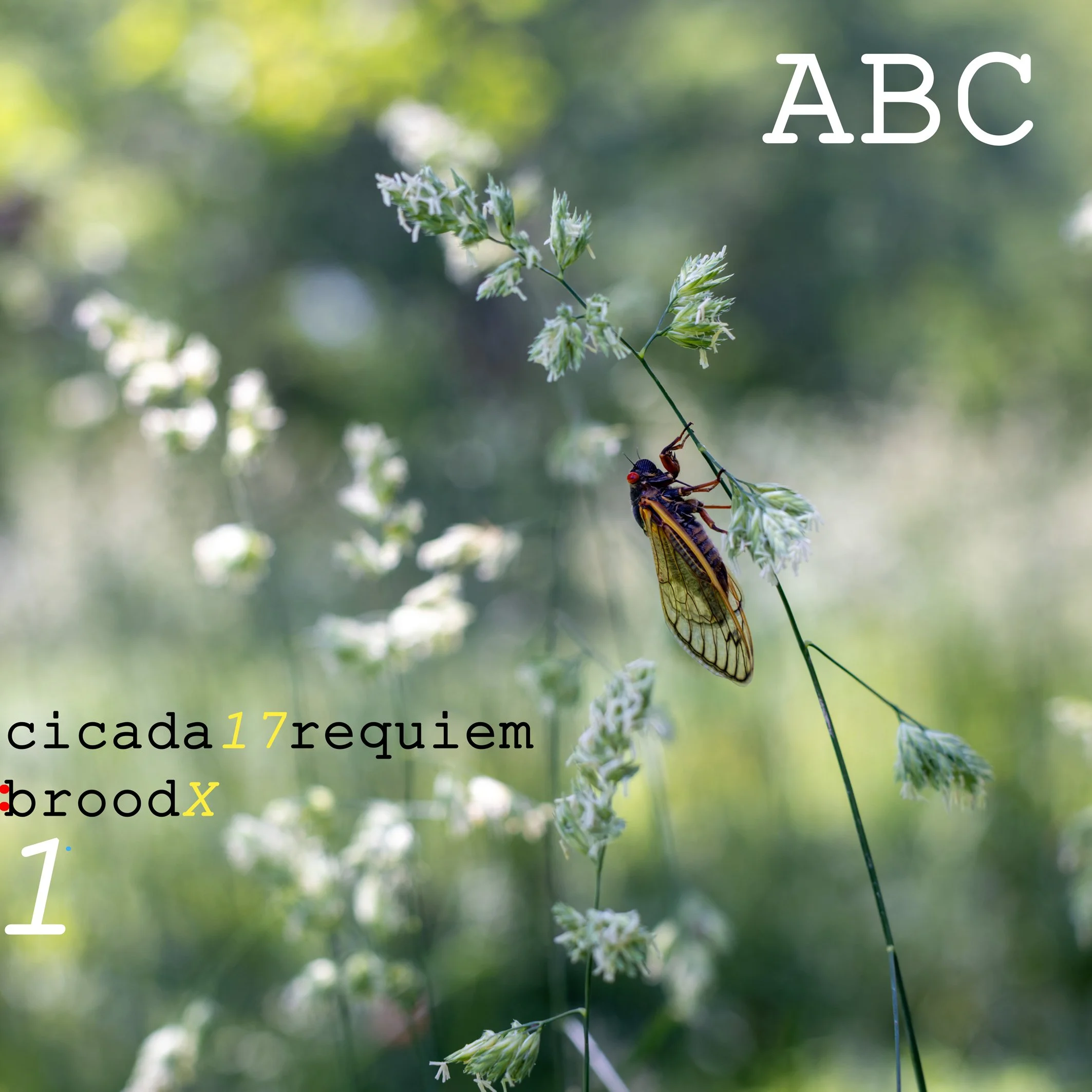 cicada 17 requiem: brood X 1