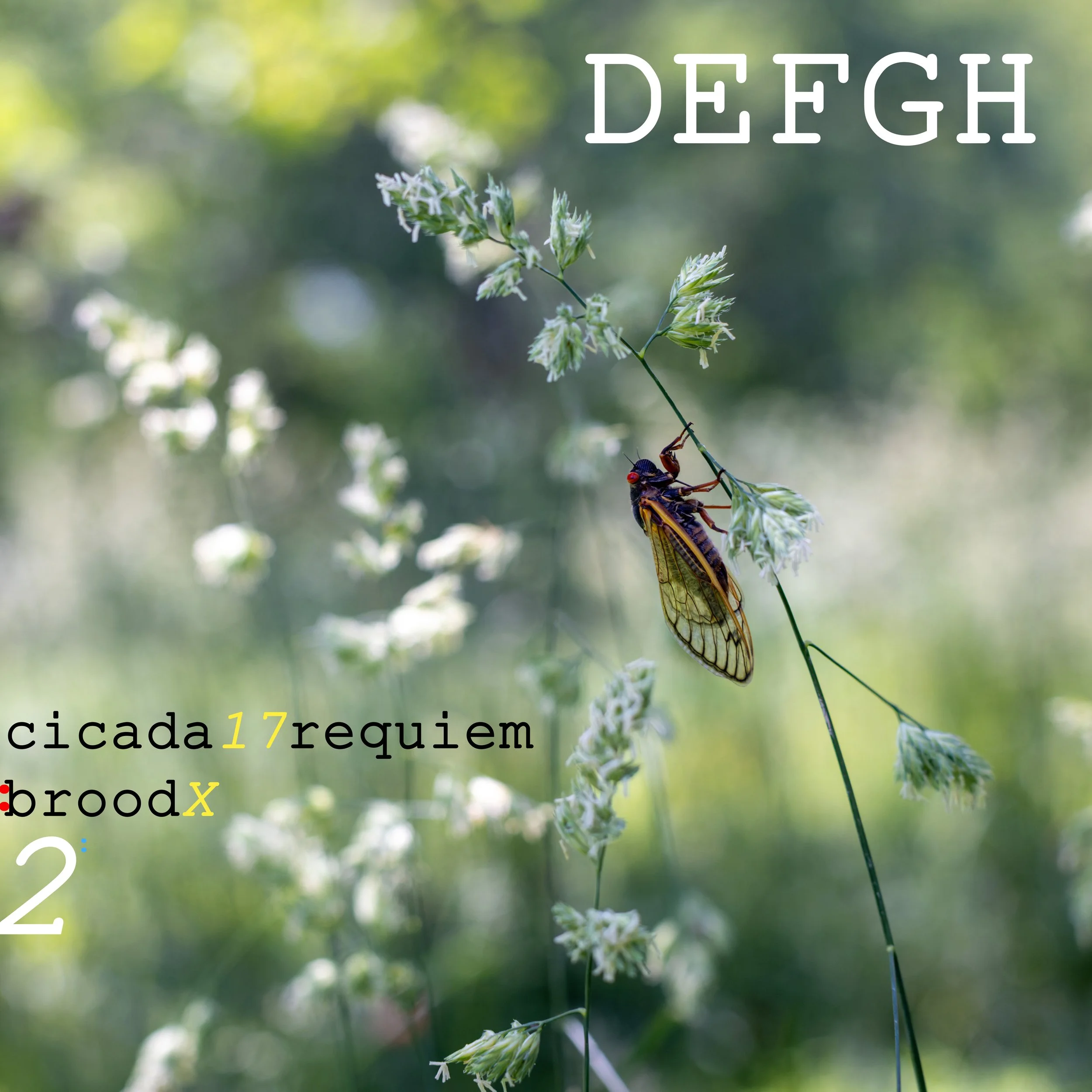 cicada 17 requiem: brood X 2