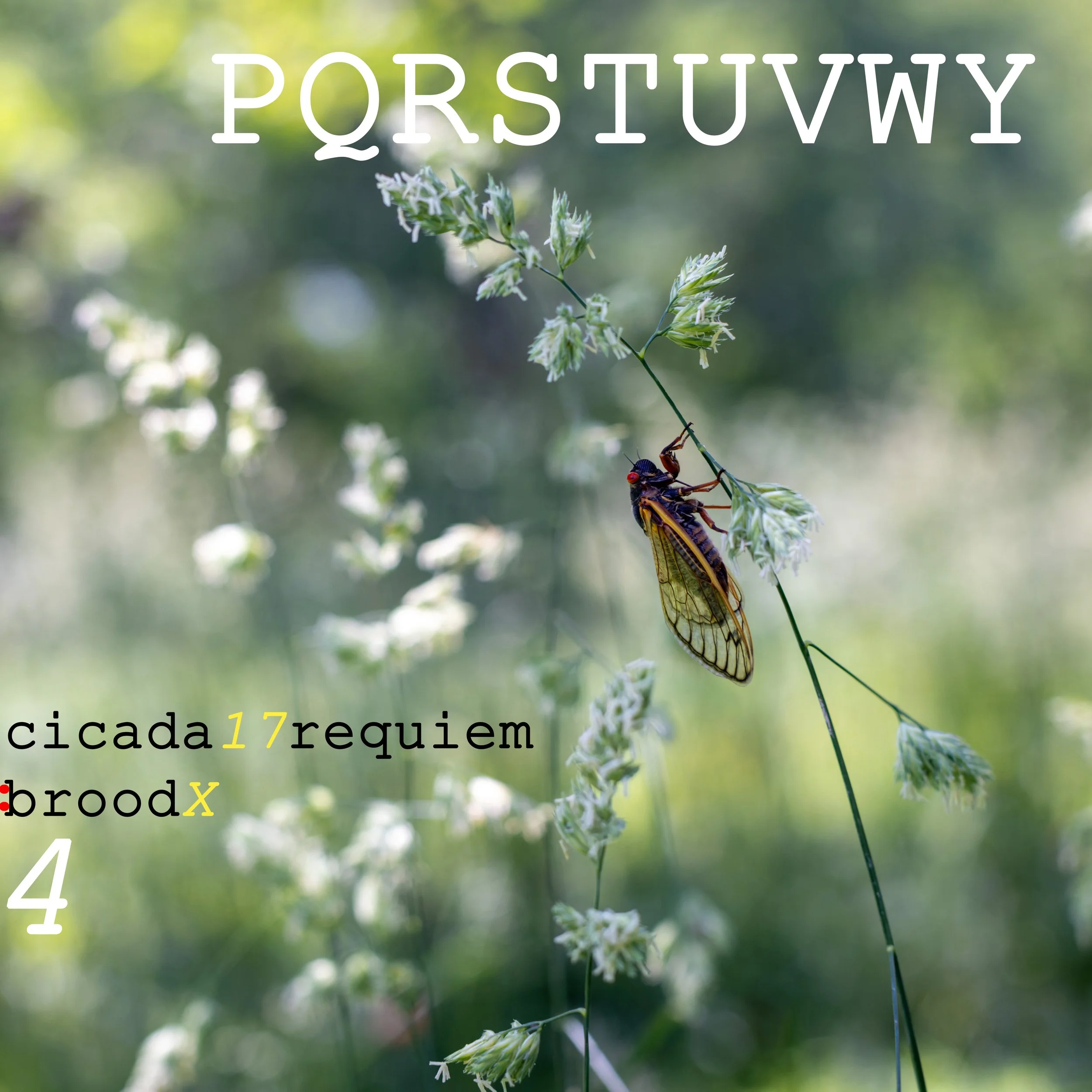 cicada 17 requiem: brood X 4