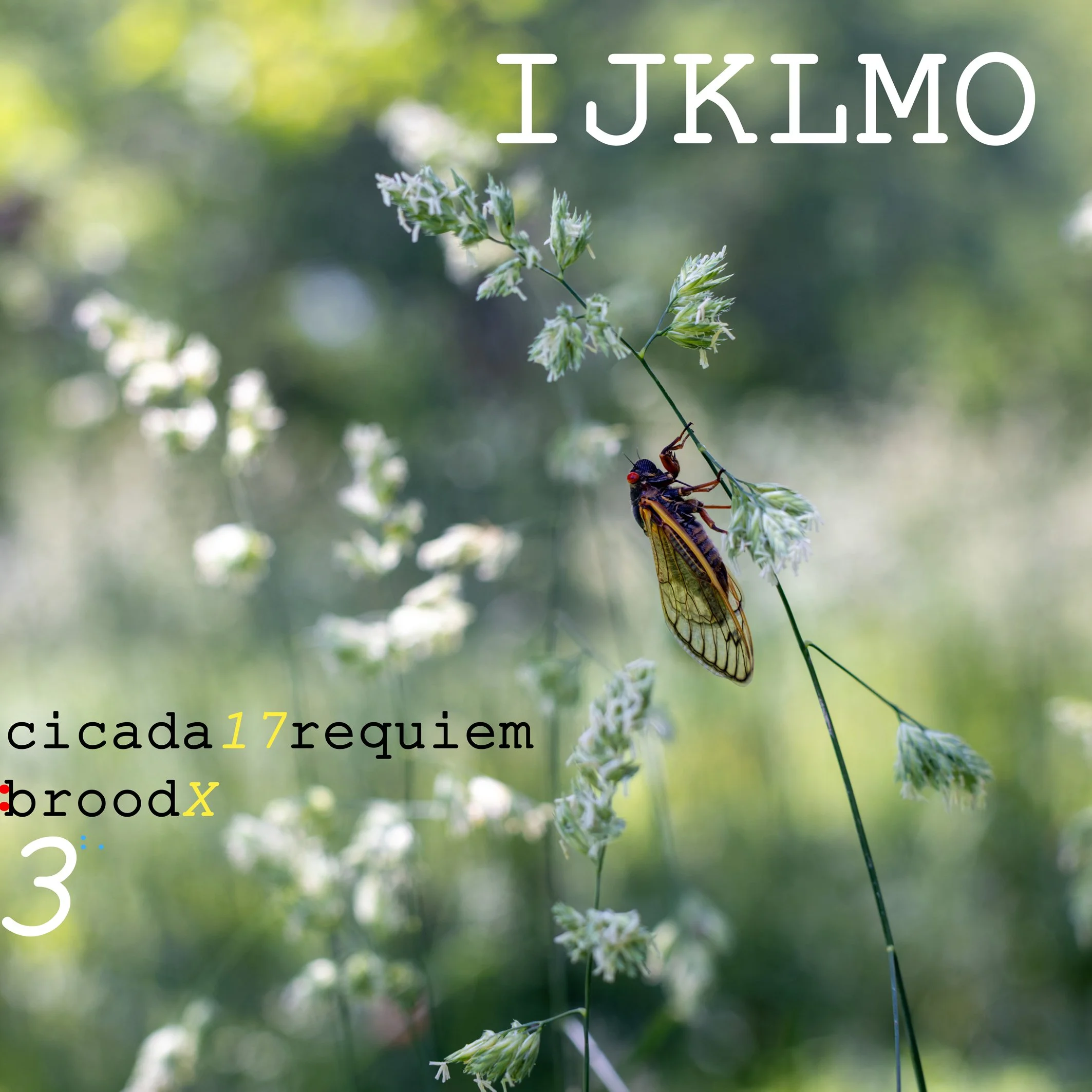 cicada 17 requiem: brood X 3