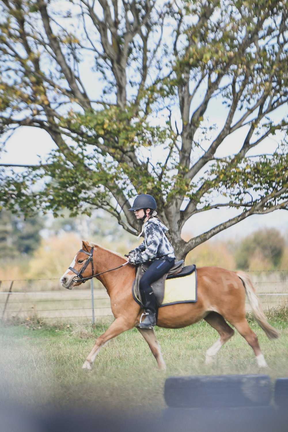 Ardlussa Equine