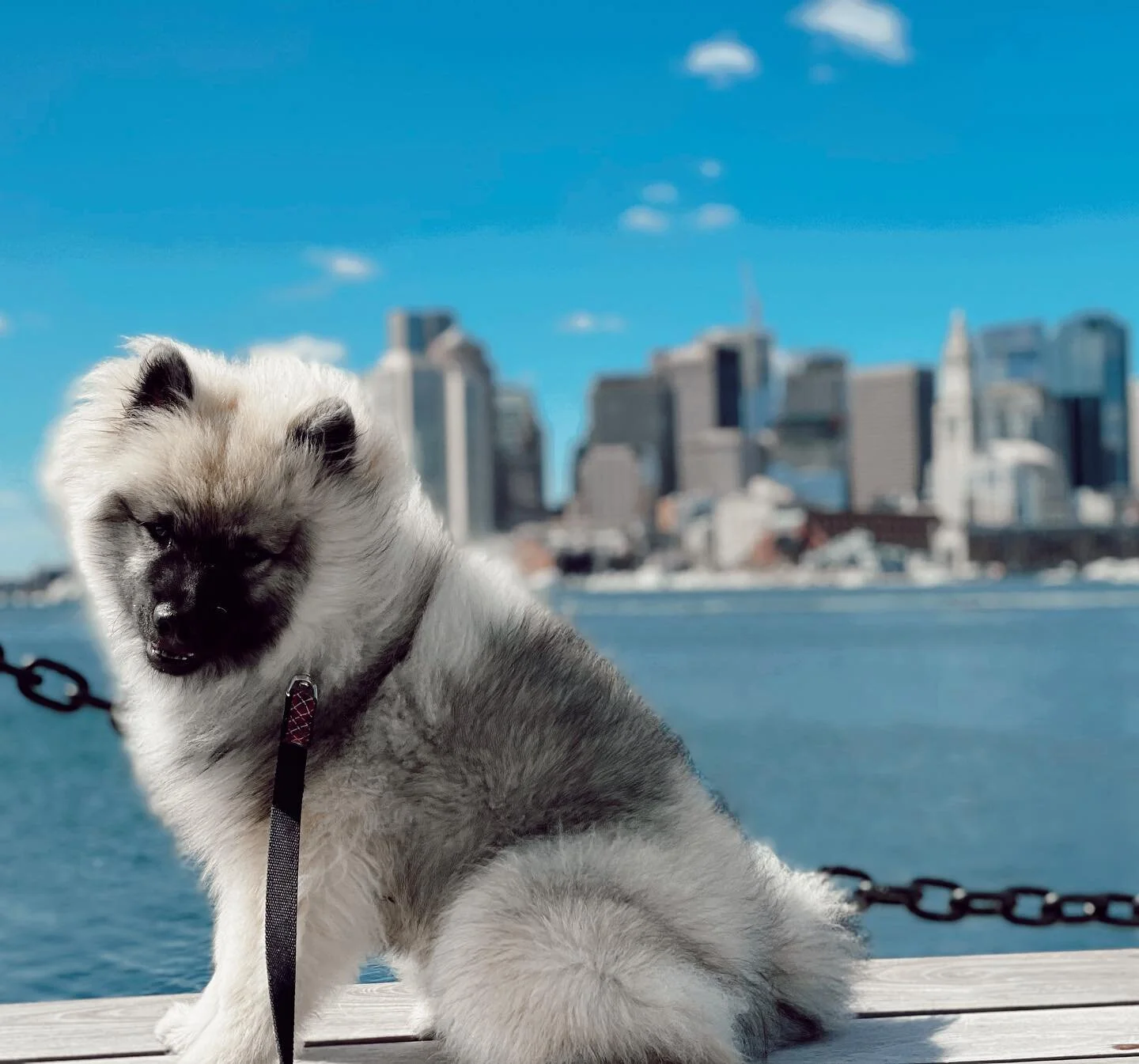 Cody enjoying the view this morning #keeshond #keeshondpuppy