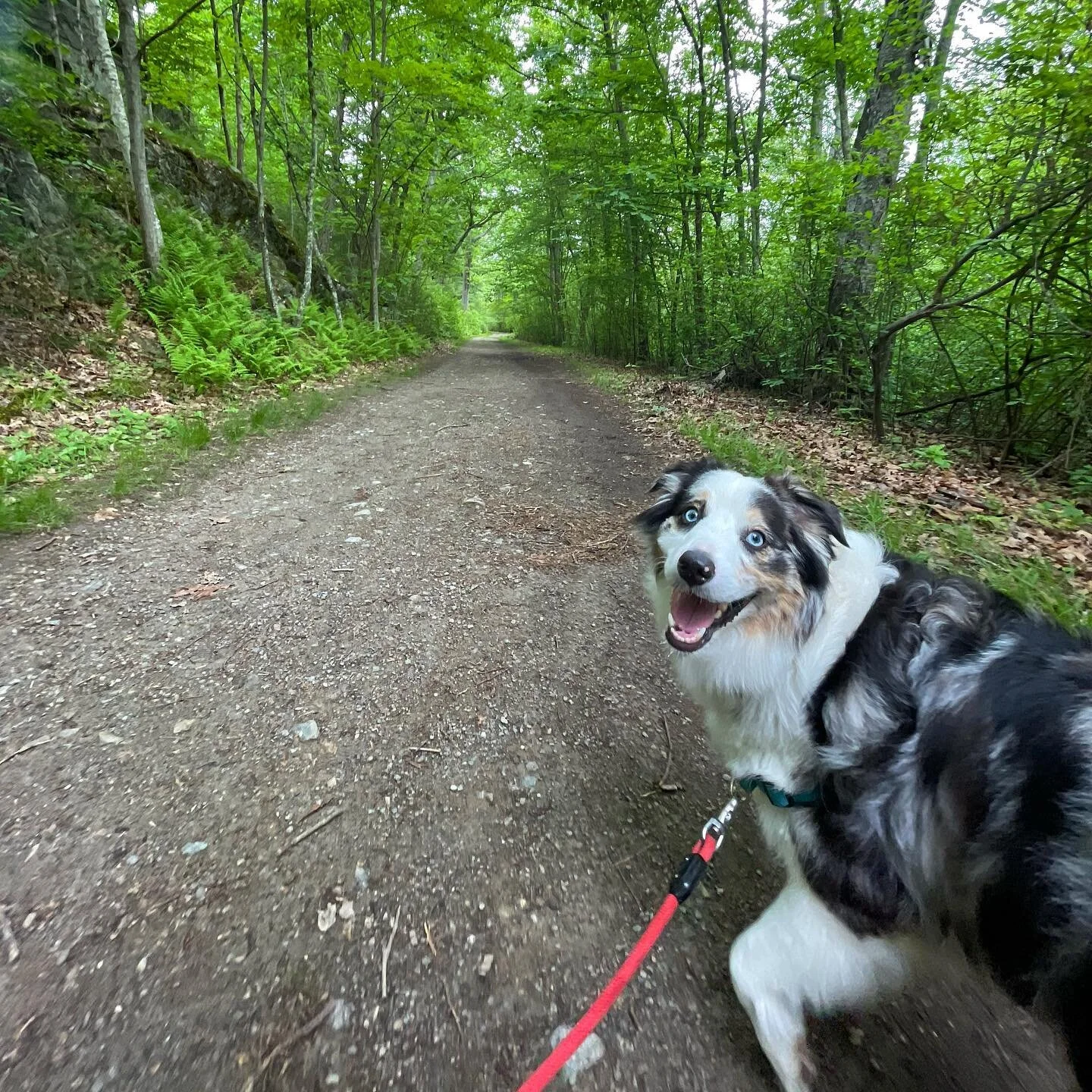 Basil &amp; I enjoyed a 3 hour hike this morning 💪🏽