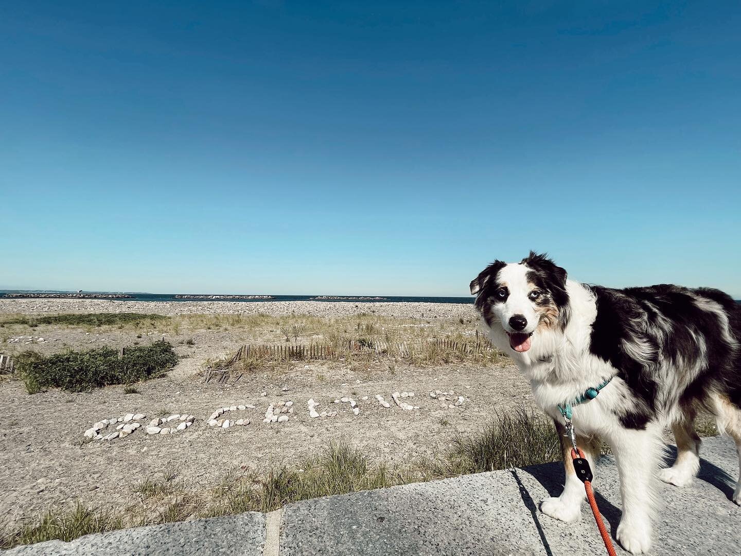 Basil coming through to remind us that we got a Celtics game tonight! 🏀🐾 Let&rsquo;s gooooooo 💪🏽