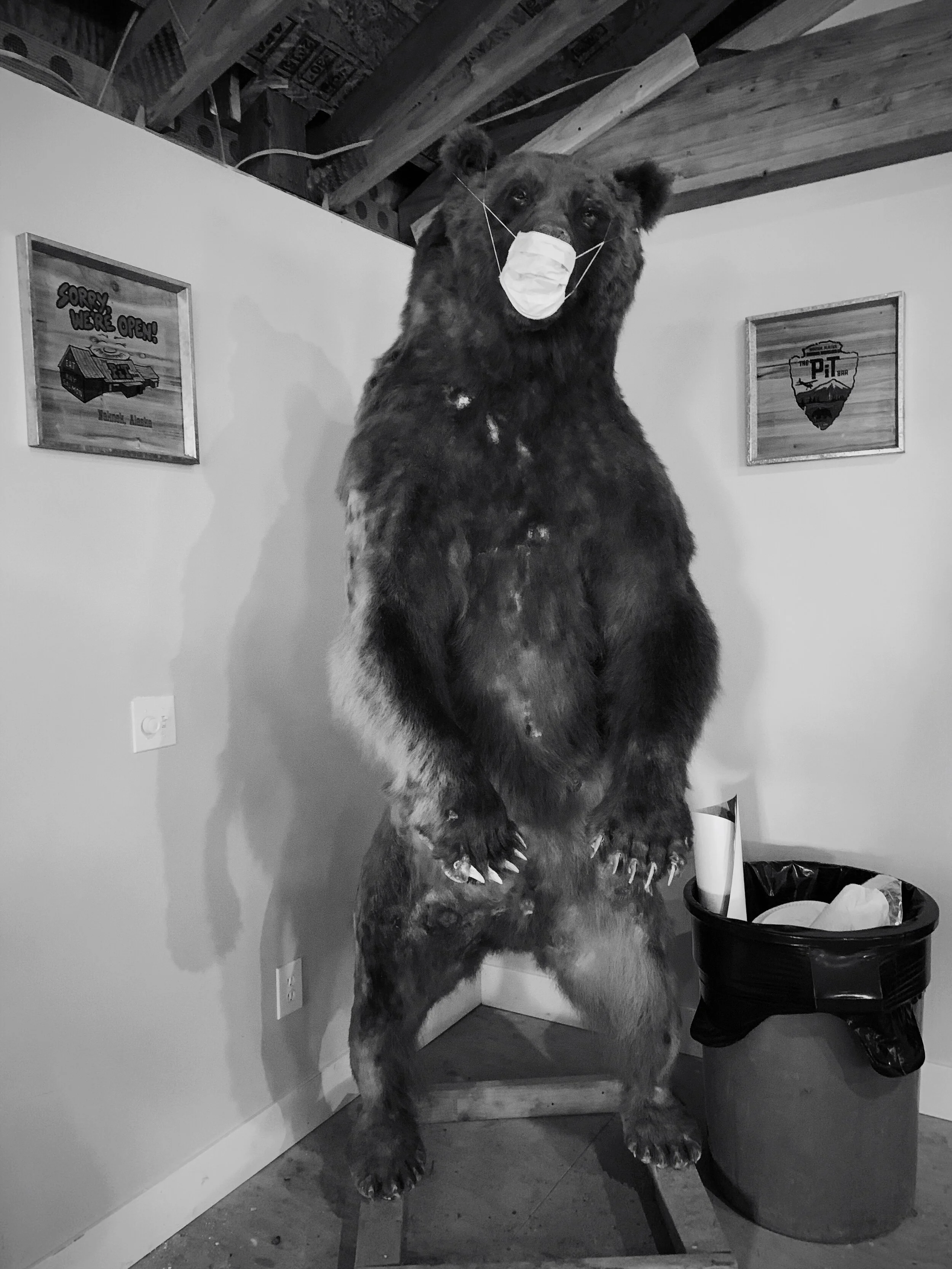 PIT Faced Bear.JPG