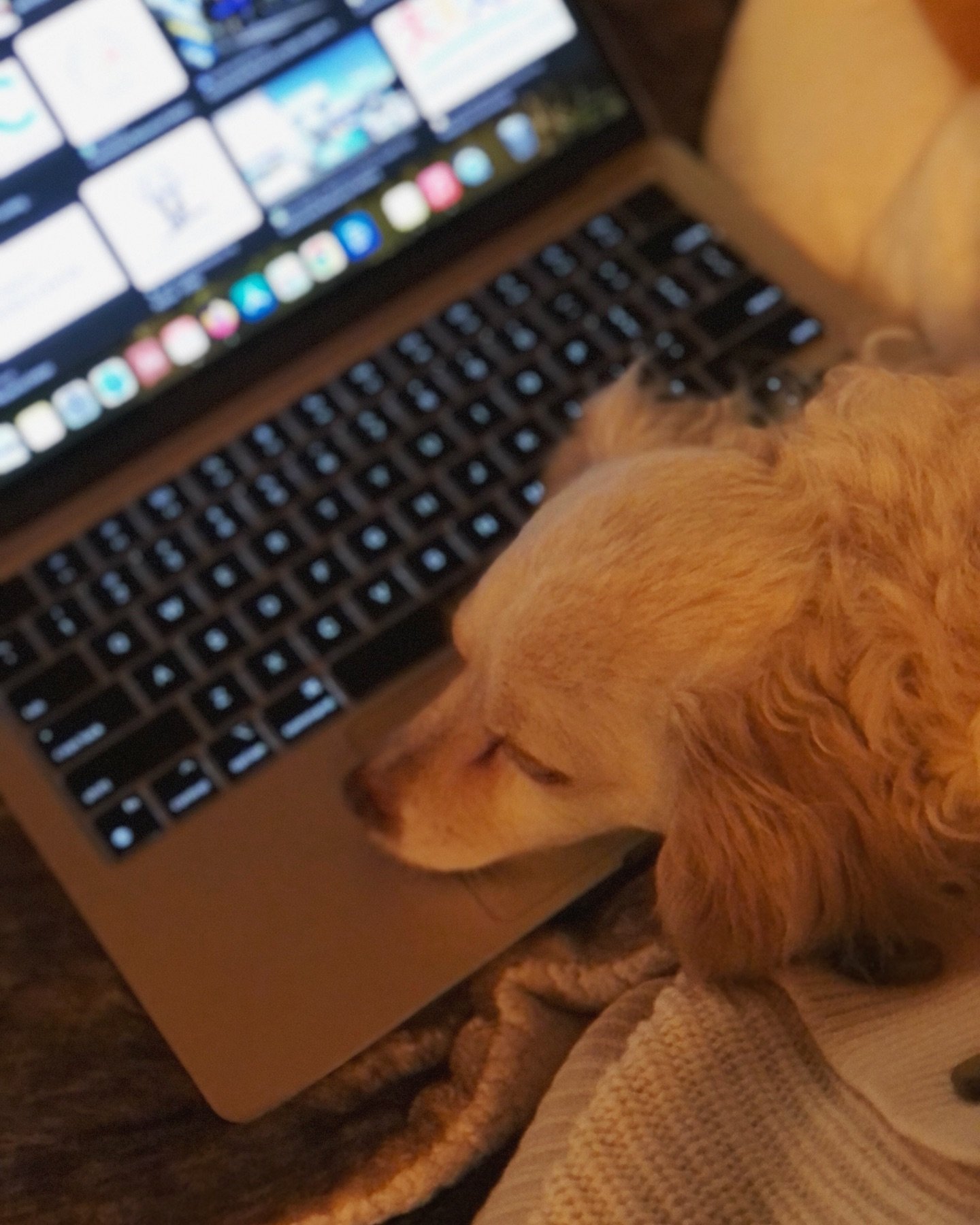 &ldquo;No more working please.&rdquo; #womansbestfriend #mansbestfriend #dogsarebetterthanpeople #chiweenielife