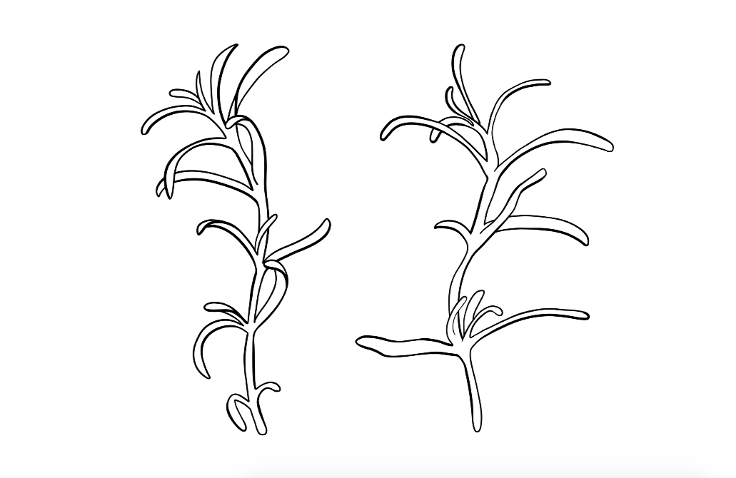 Personal Illustrations
