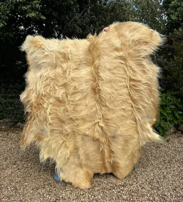Highland cow hide displayed outdoors at Cadzow Croft. Vegetable tanned by a chemical-free tannery in Ballarat, Victoria. Available for sale.