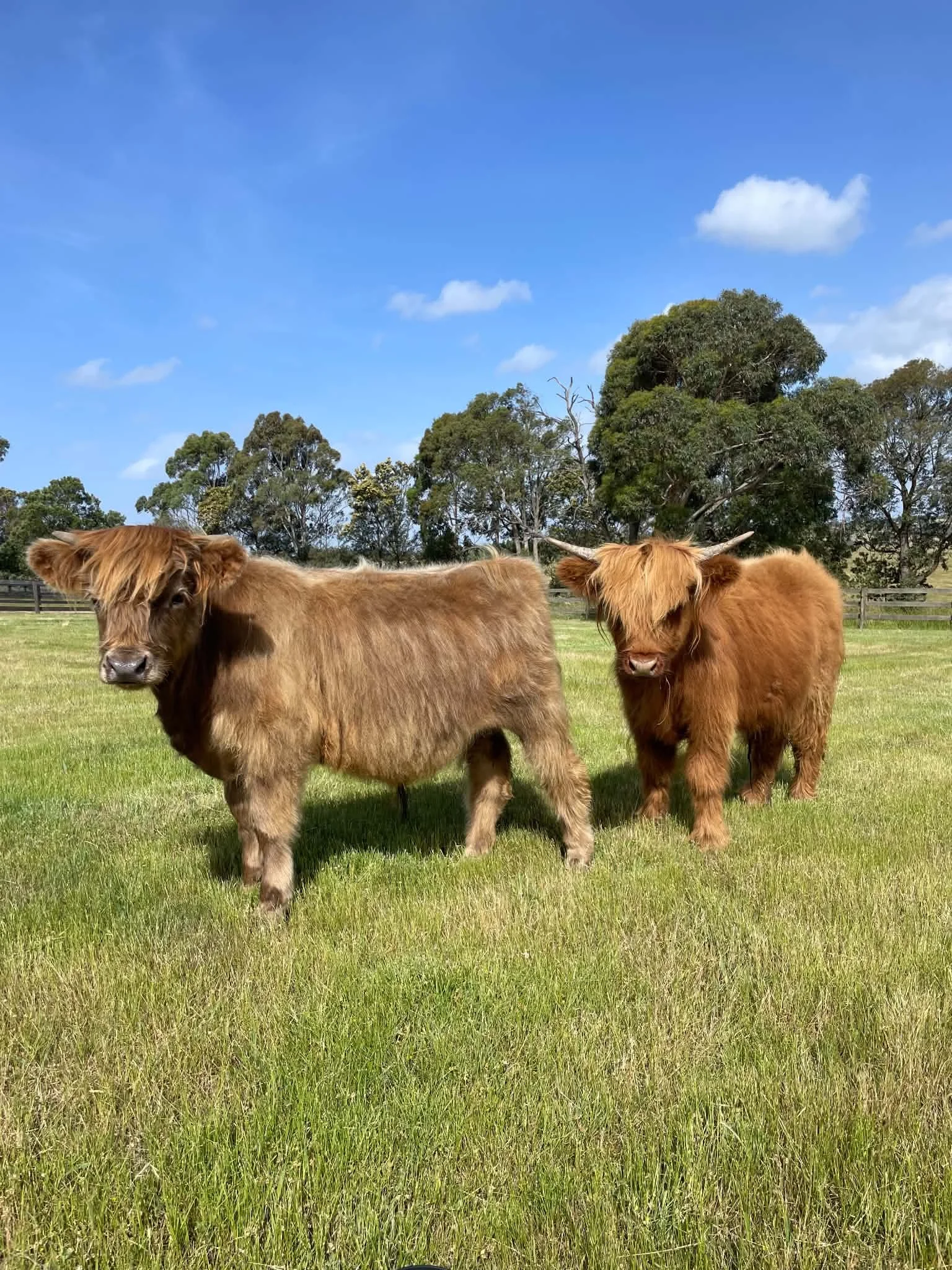 Our Steers Found Their Forever Homes