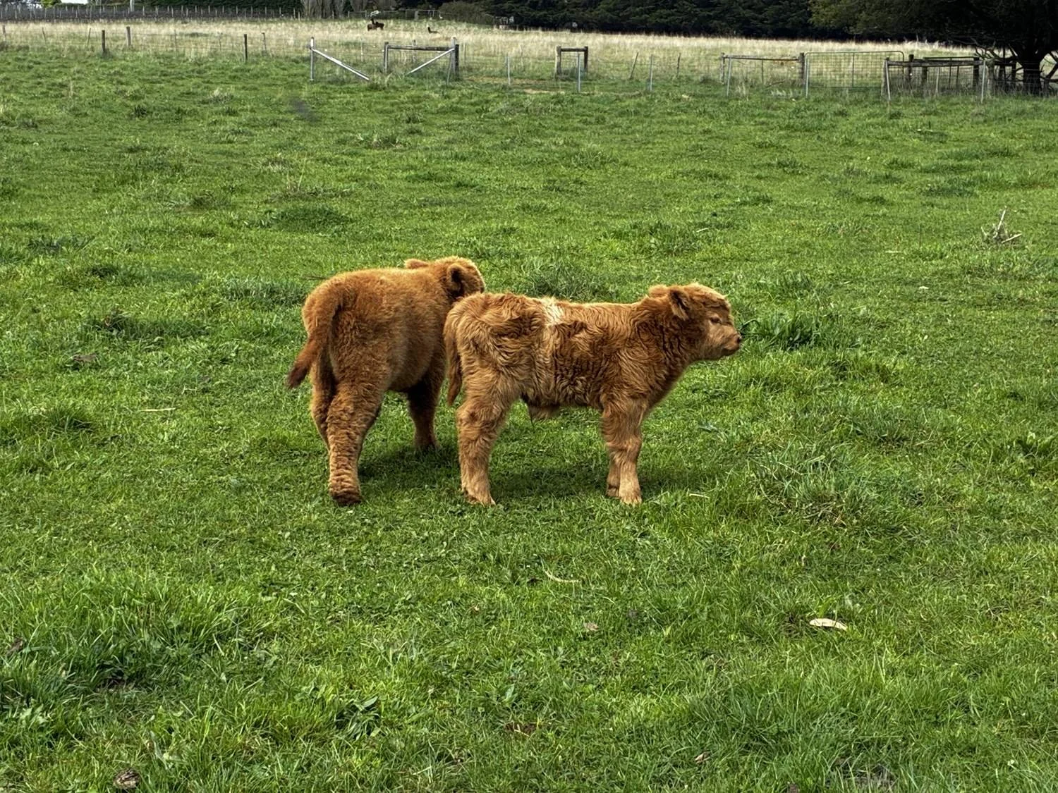 Welcome William Wallace and MacKenzie