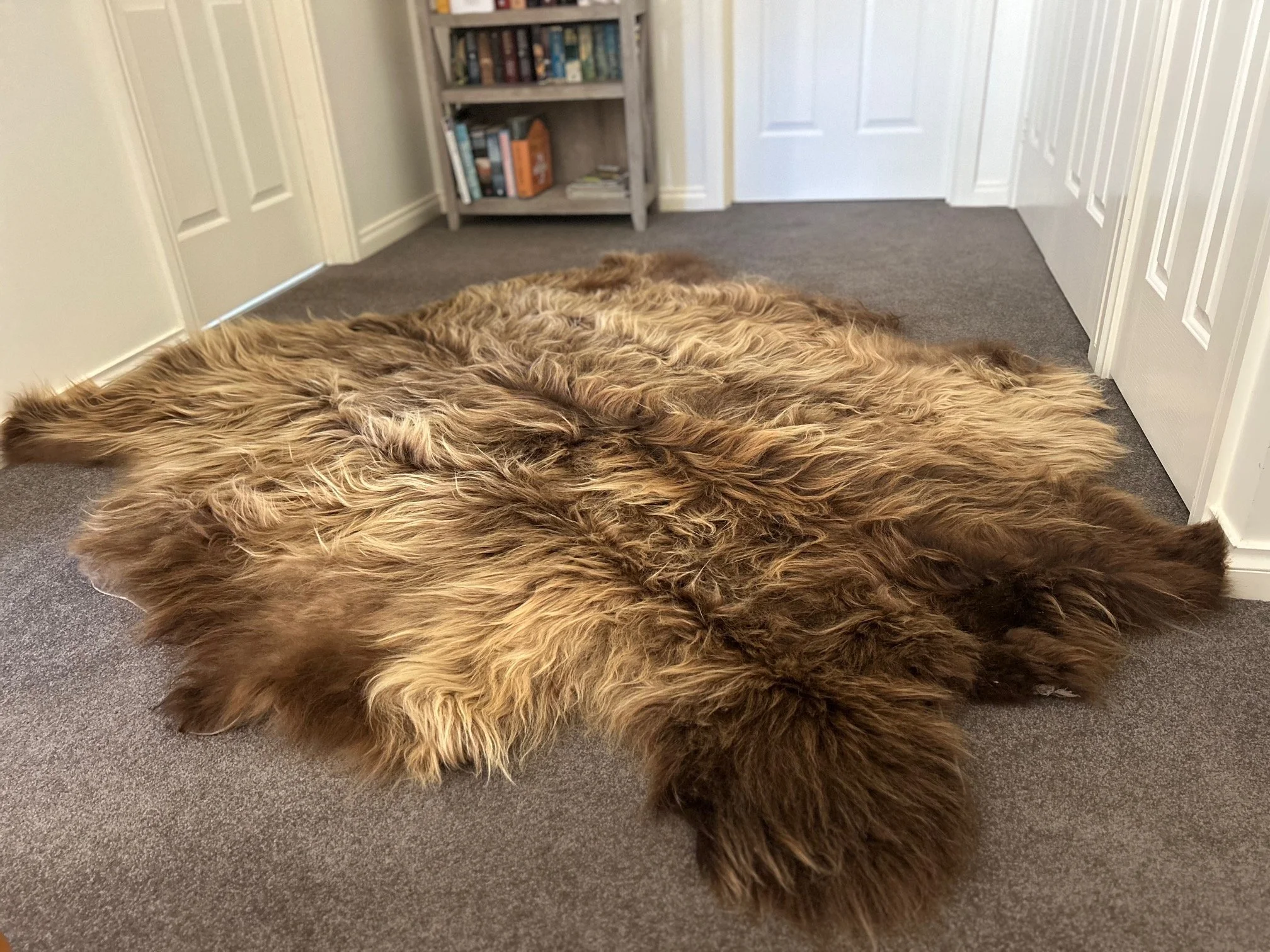 A large, fluffy, highland rug on a gray carpeted floor in a room with a closed white door, a bookshelf, and a wall.
