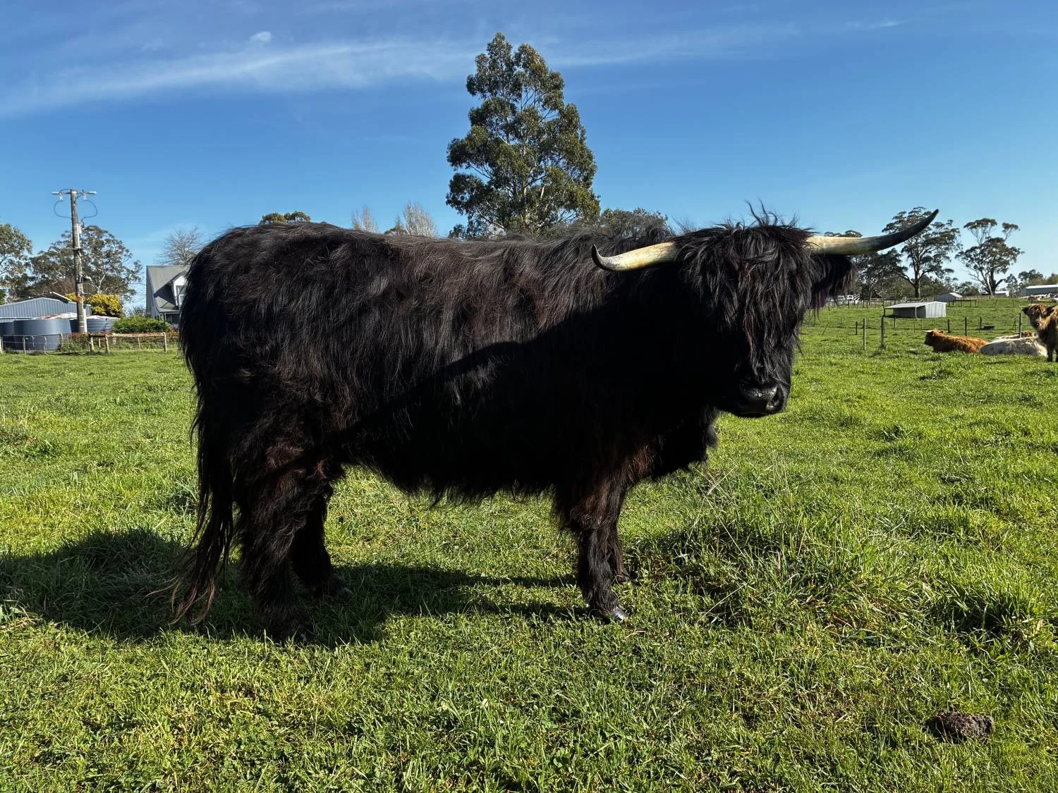 Stream, a black Highland heifer with a long shaggy coat and upswept horns, standing side-on in a green paddock at Cadzow Croft