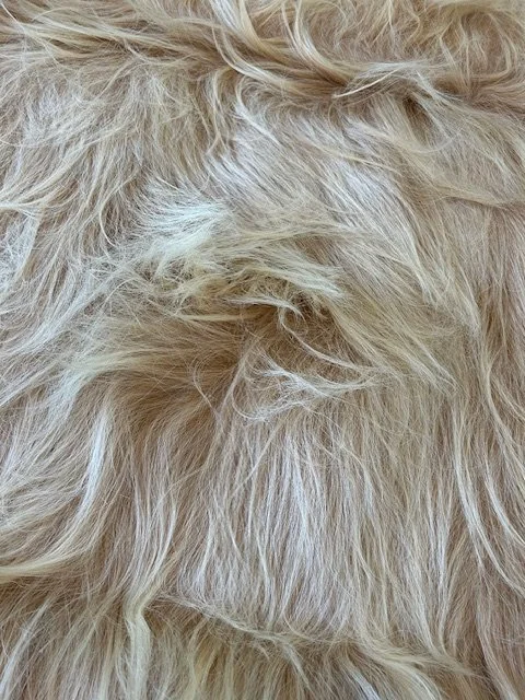 Close-up of a white Highland cow hide with a soft cream tone, showing the long-haired texture.