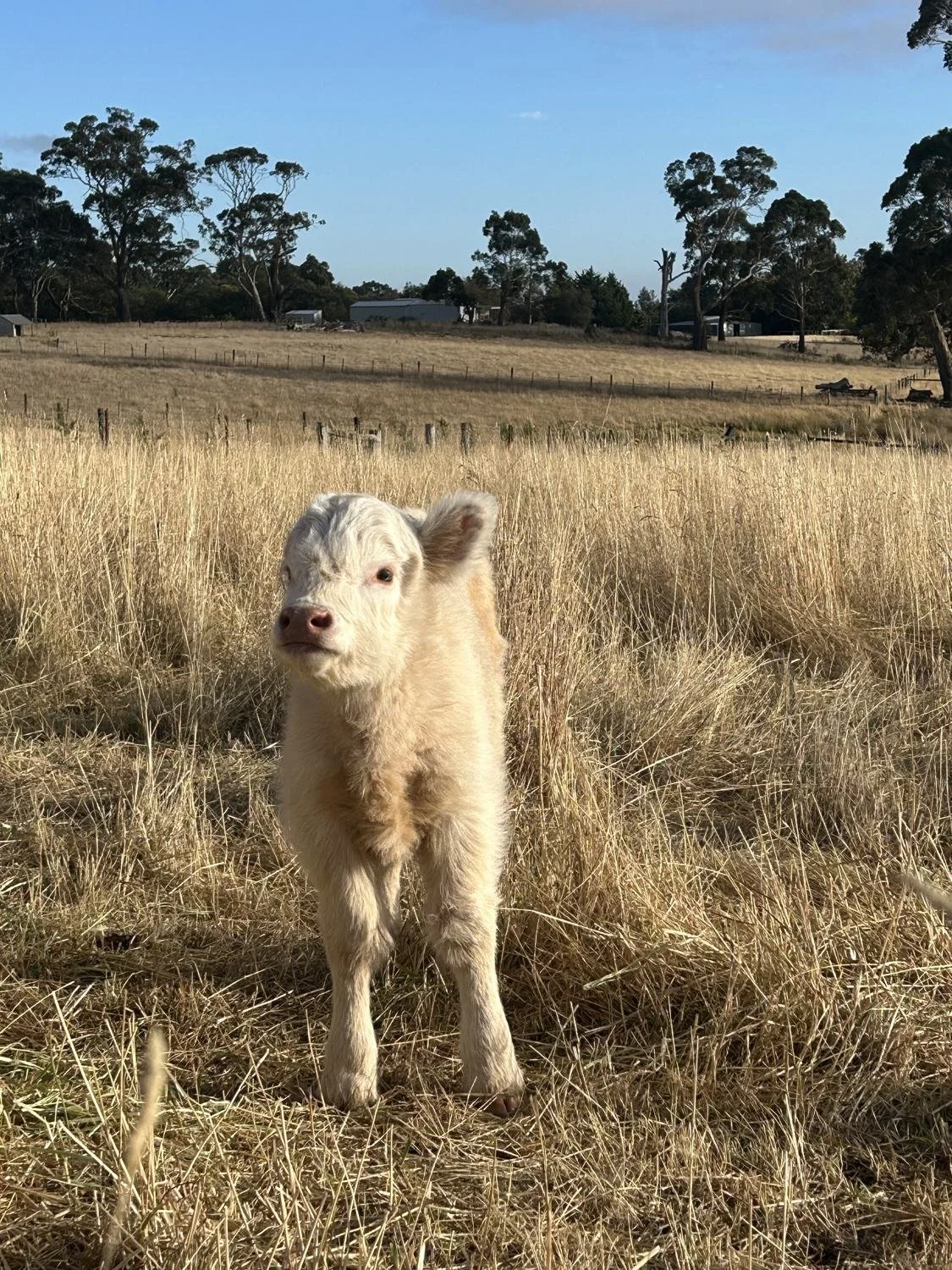 Winnie, a young white Highland calf, standing in long dry grass at Cadzow Croft in the Macedon Ranges.