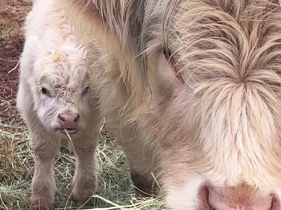 Close-up of Missy, Winnie’s white Highland mum, with baby Winnie standing behind her in the grass.