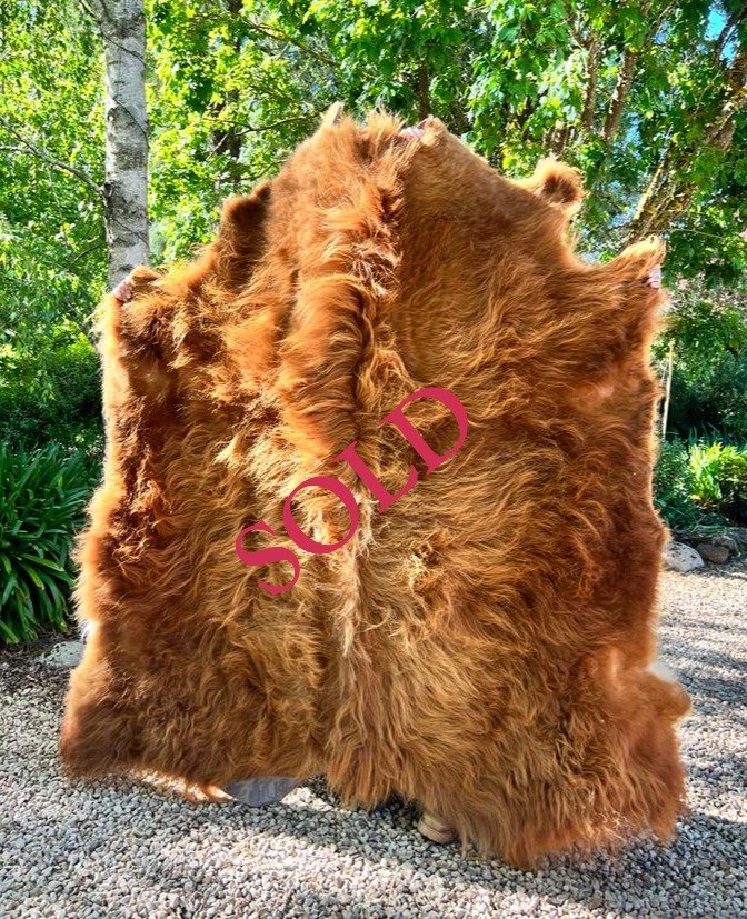 Sold red Highland cow hide with soft golden tones and long, thick winter coat. Locally tanned in Ballarat and sourced from our Cadzow Croft fold.