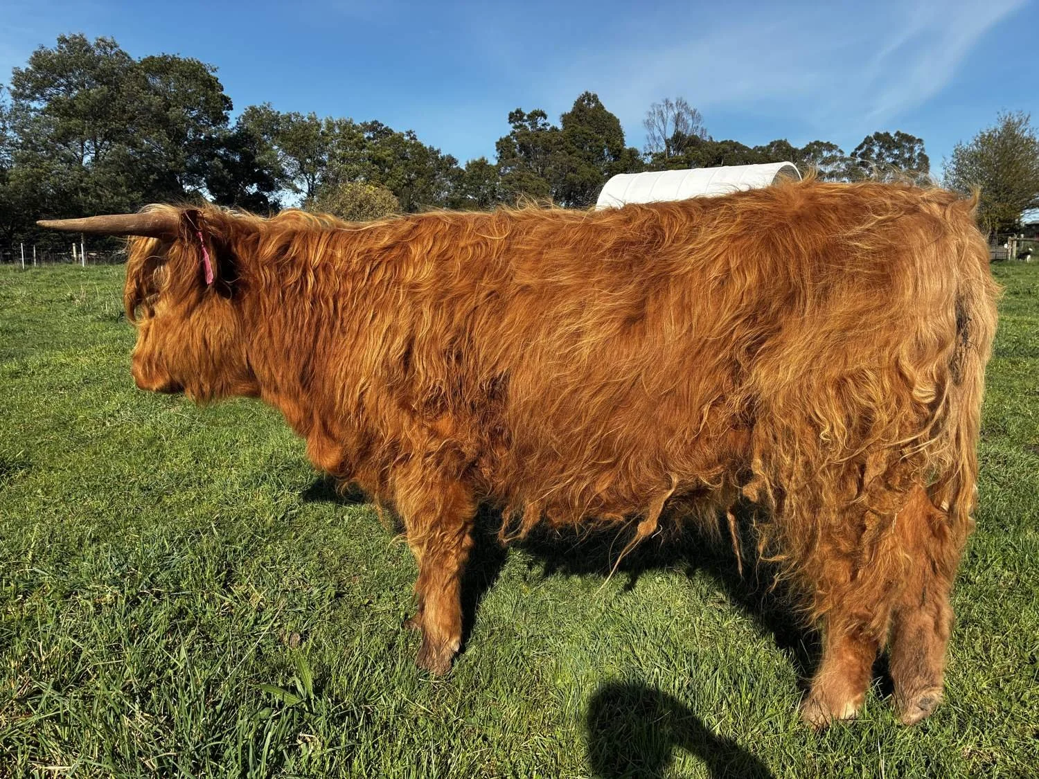 Balvenie, a young red Highland heifer with a long shaggy coat and pink ear tag, standing side-on in a green paddock at Cadzow Croft