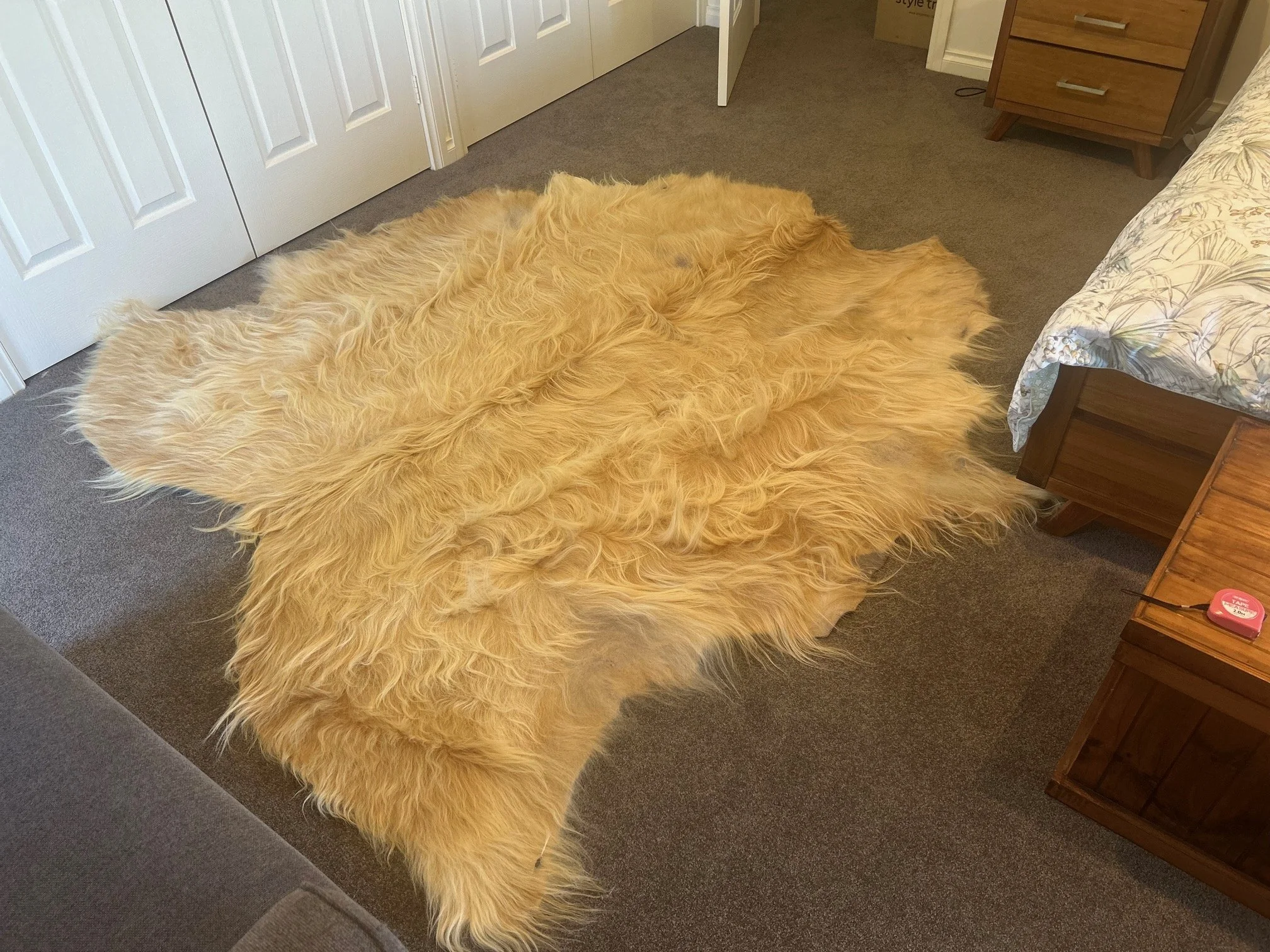 White Highland cow hide laid out on a bedroom floor, showing full size and shape.