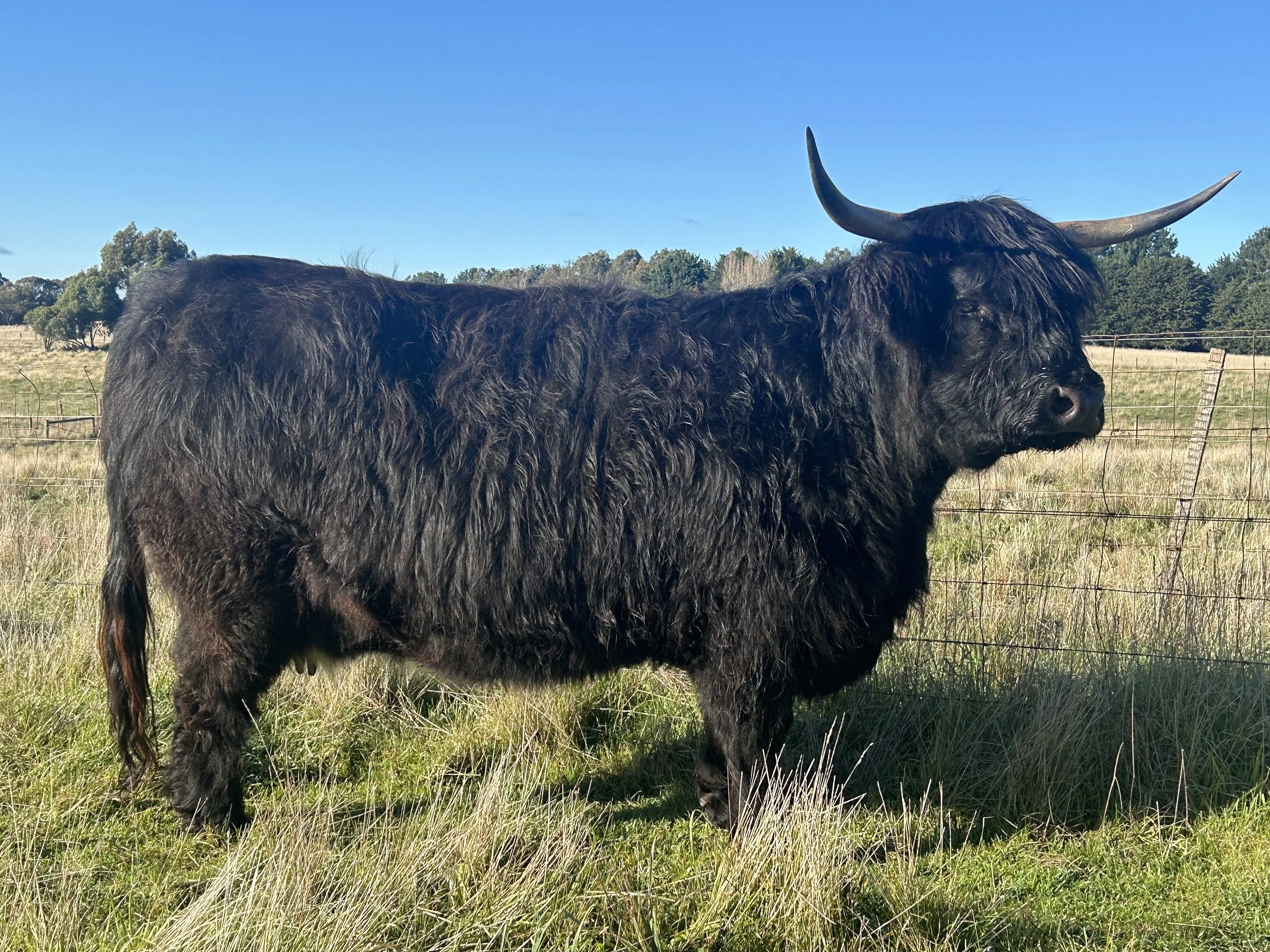 Black Scottish Highland cow with large horns at Cadzow Croft, Macedon Ranges Victoria. Registered F Grade breeder.
