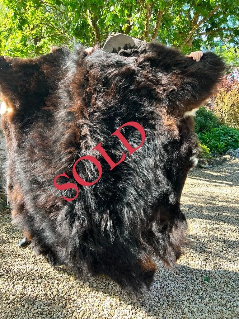 Sold black Highland cow hide with thick winter coat, locally tanned in Ballarat, Victoria. Ethically sourced from our Cadzow Croft fold in the Macedon Ranges
