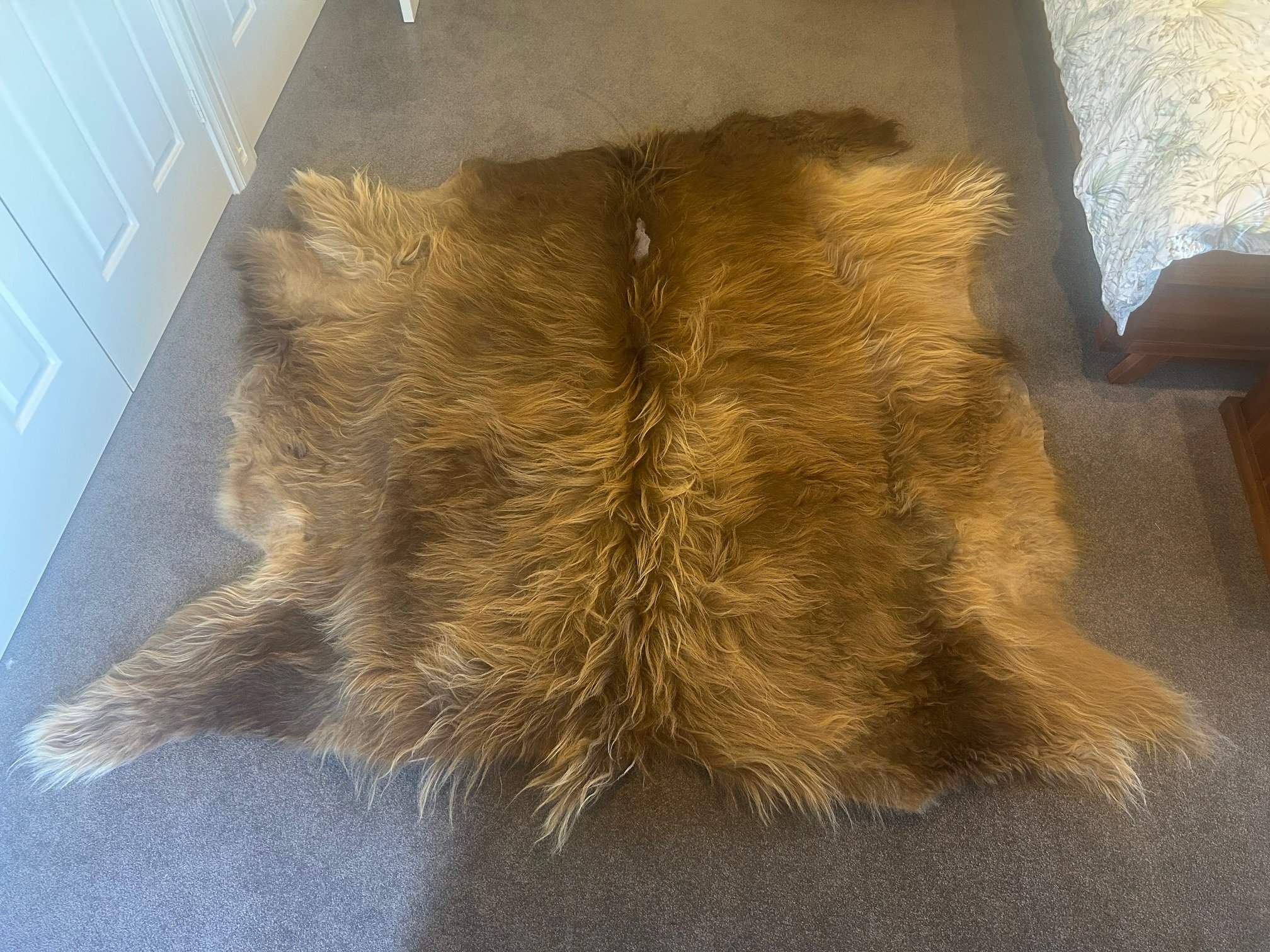 Dun Highland cow hide laid out on a floor, showing full size and shape.