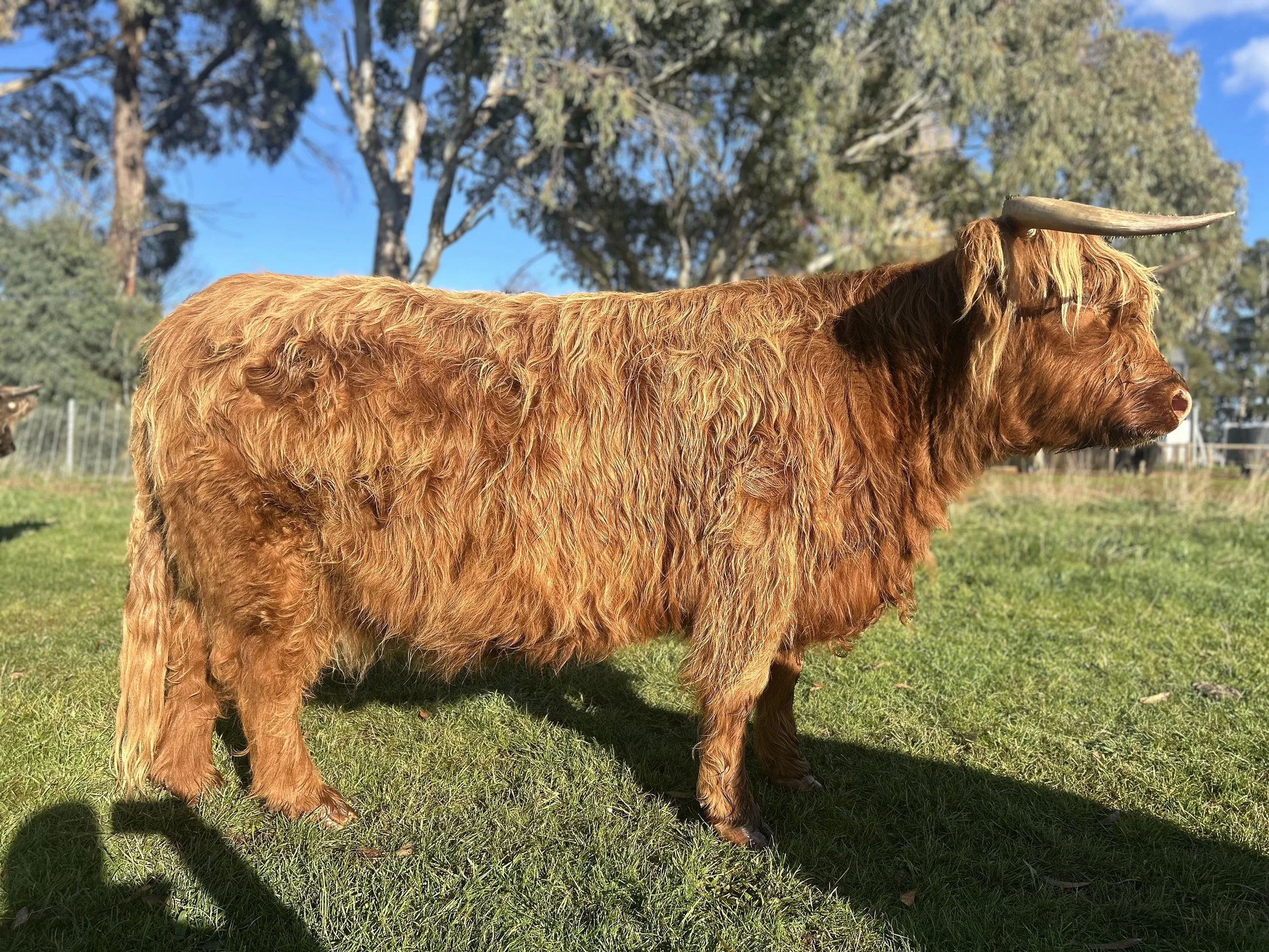 A Highland cow with long reddish-brown hair and one large horn, standing on green grass with trees and a blue sky in the background.