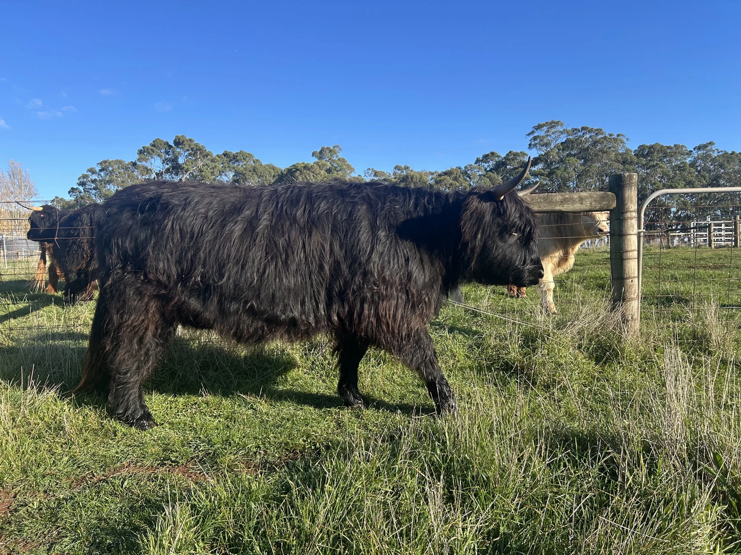 Black Scottish Highland cow in paddock at Cadzow Croft, Fern Hill, Macedon Ranges Victoria.