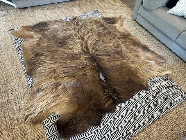Dun Highland cow hide laying on floor. Vegetable tanned in Ballarat, Victoria. Available from Cadzow Croft, Macedon Ranges.