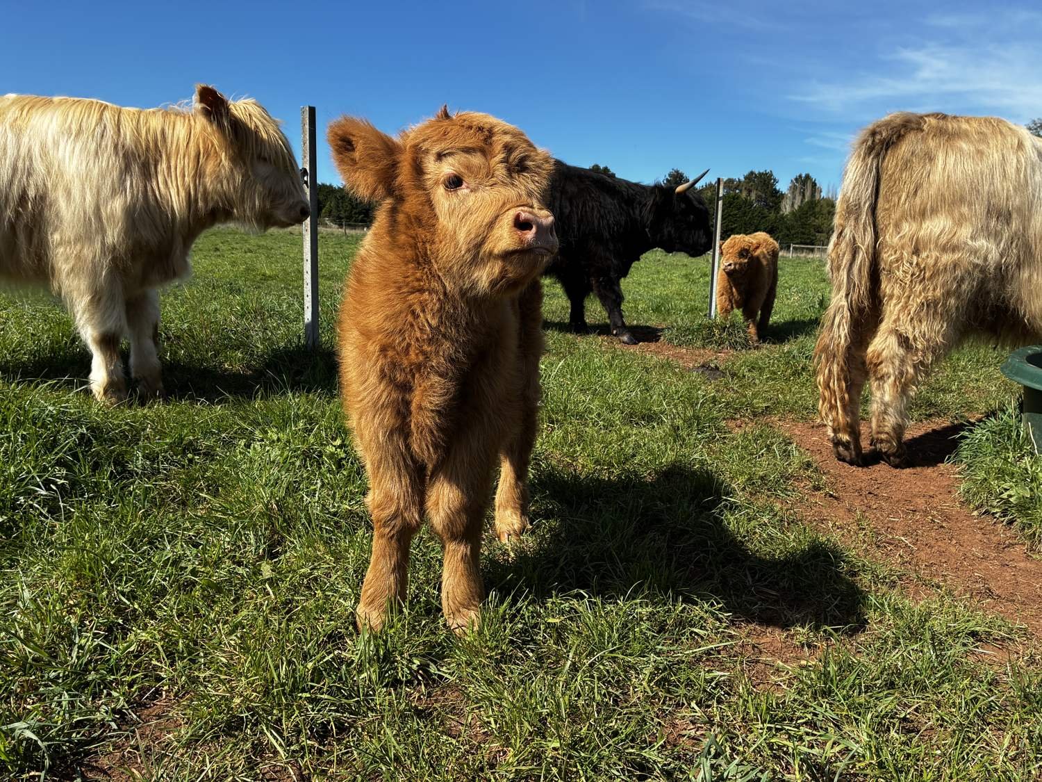 MacKenzie, a fluffy red Highland calf, looking at the camera in a sunny paddock with the fold behind him