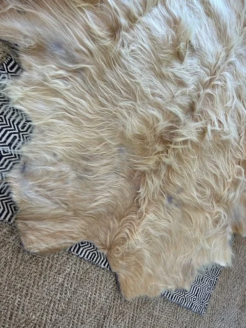 White Highland cow hide displayed on a rug, styled as a statement floor piece.