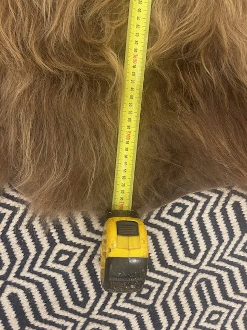 Close-up of a yellow measuring tape stretched across the highland rug, with the tape resting on a patterned surface.