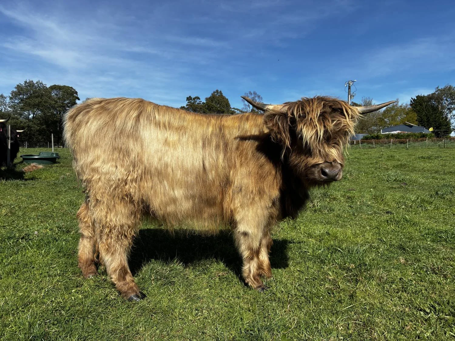 Glenmora, a dun Highland heifer with a long shaggy coat and upswept horns, standing in a green paddock at Cadzow Croft