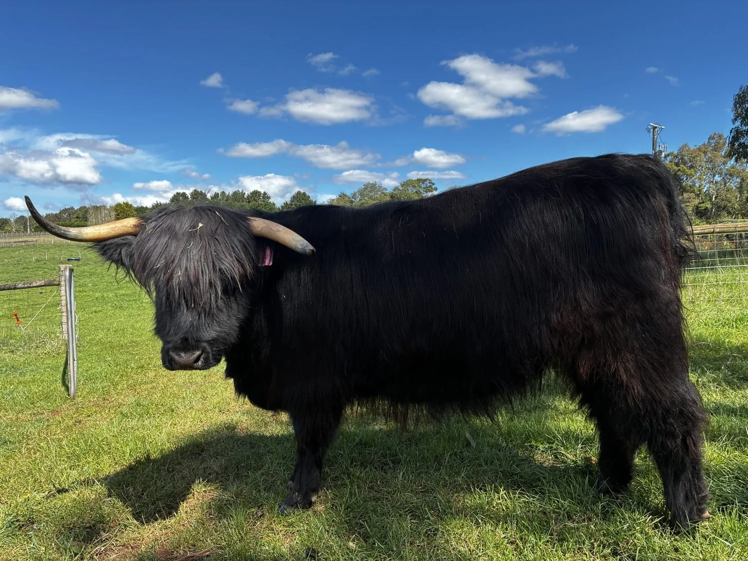 Ember, a black Highland heifer with a long shaggy coat and upswept horns, standing in a green paddock at Cadzow Croft