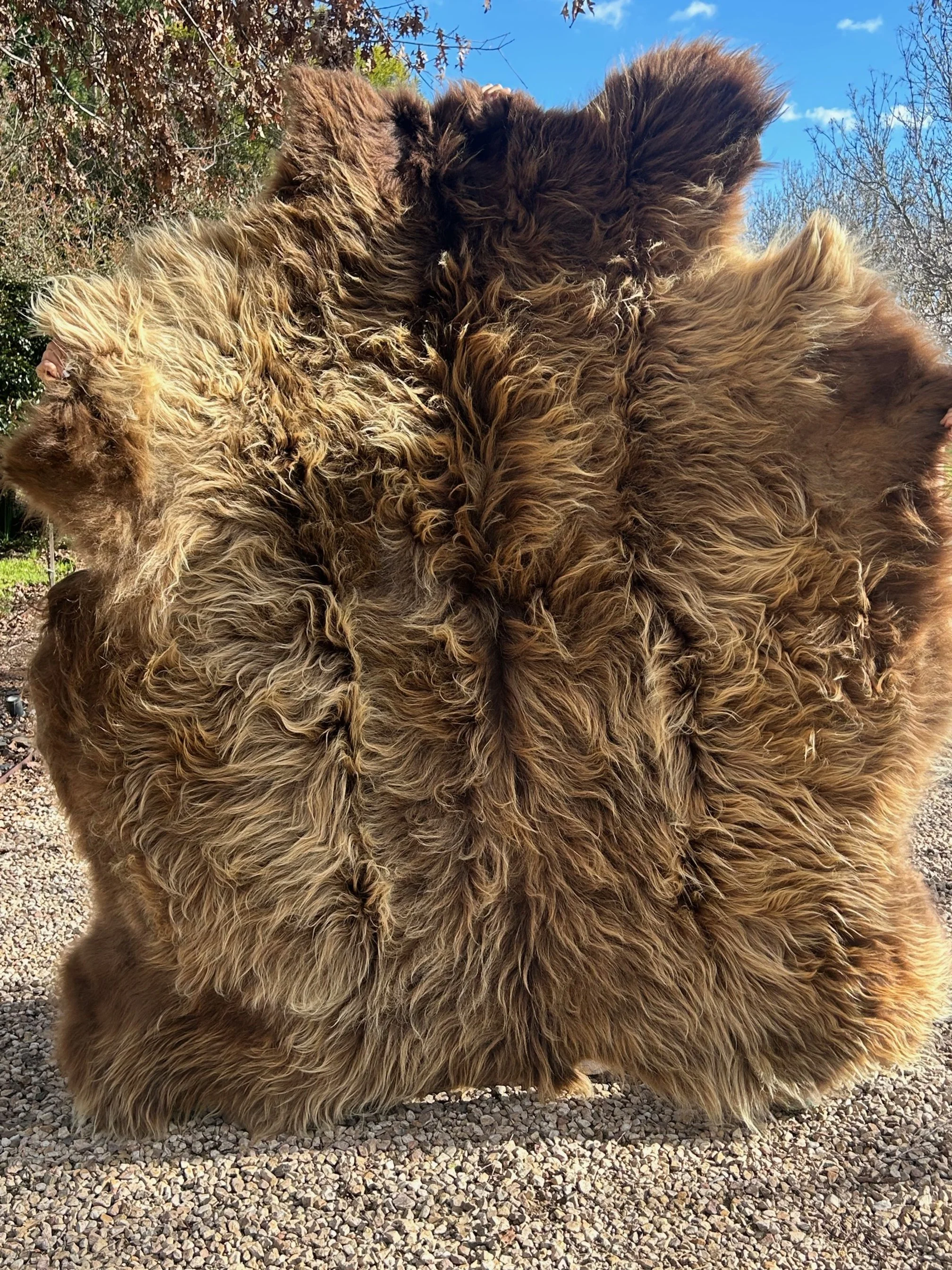 Close-up of the dun coloured highland hide for sale with trees in the background.