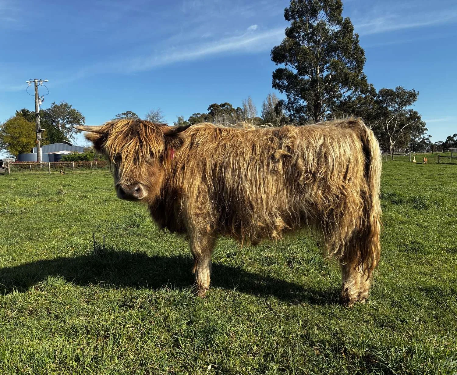 Dalia, a young dun Highland heifer with a long shaggy coat and pink ear tag, standing in a grassy paddock at Cadzow Croft