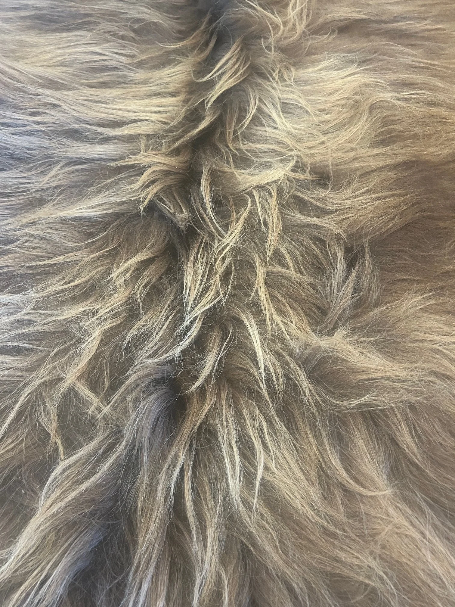 Close-up of a dun Highland cow hide showing the rich, warm brown long-haired texture.