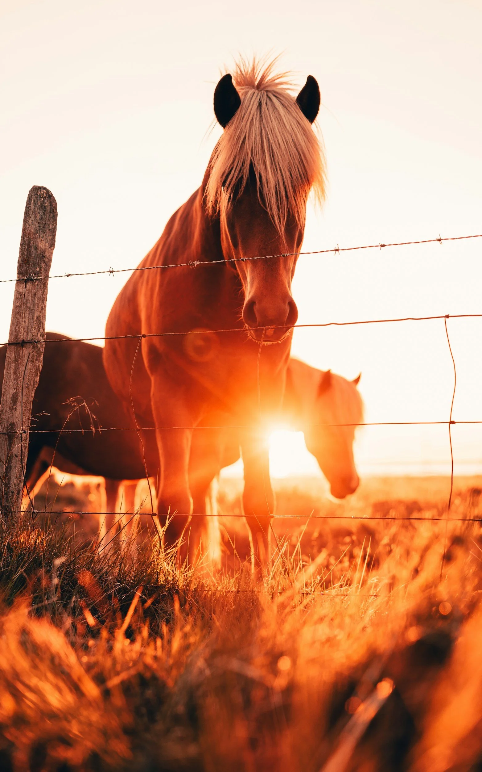 9 Months of Fire Horse Energy