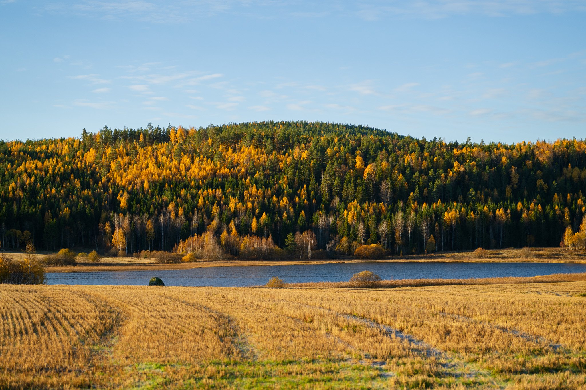 Landskap höst, Hälsingland.